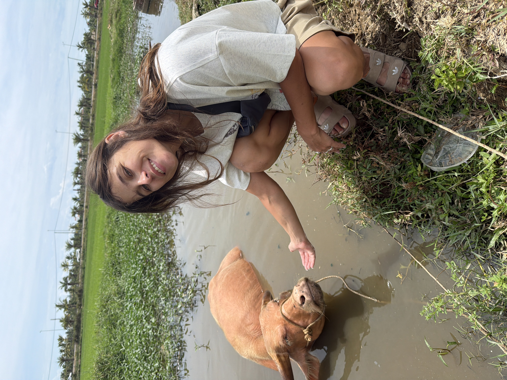 Rare albino water buffalo cools off in Hoi An rice paddy