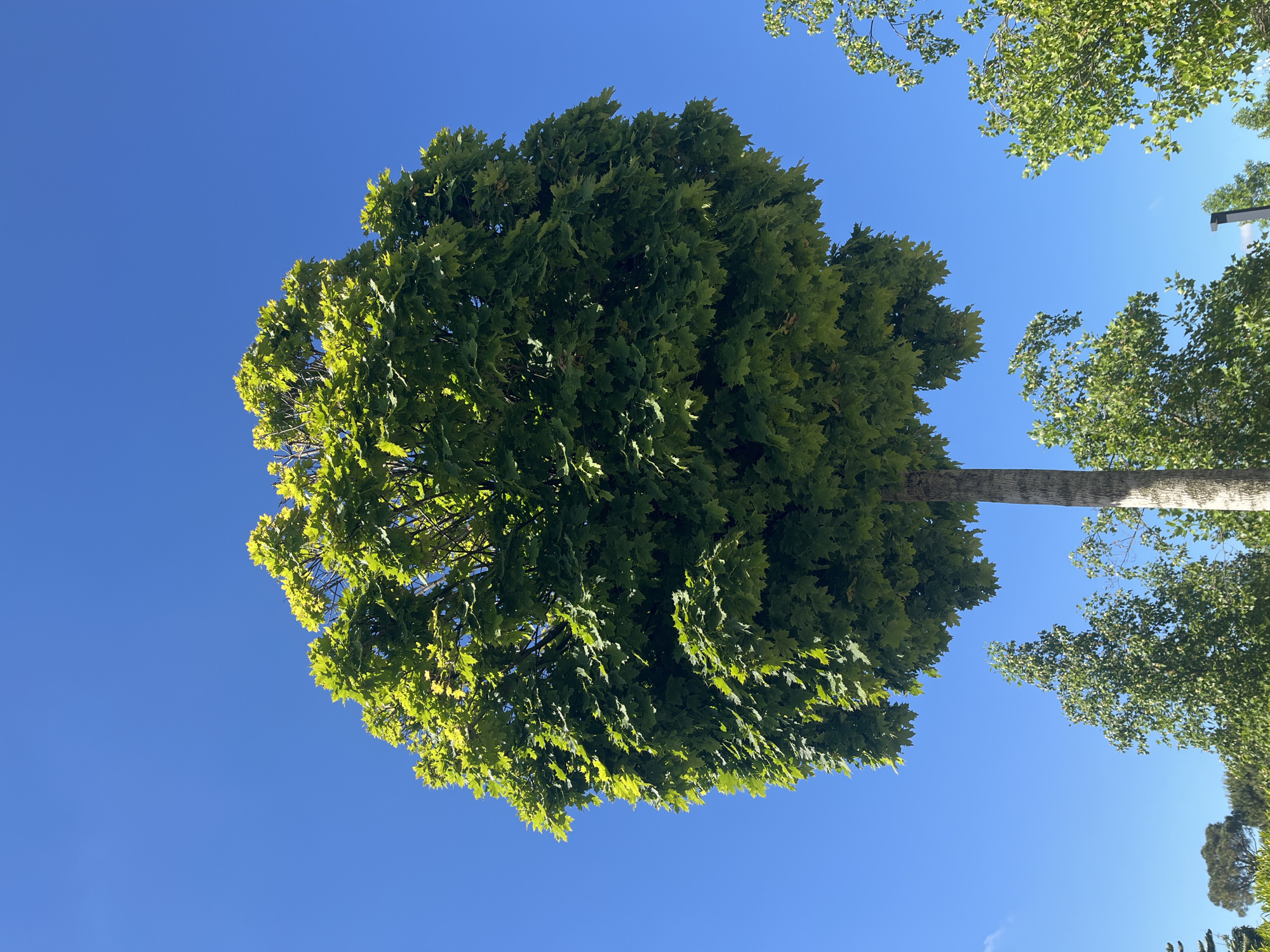 Morning park walk documented in Krasnodar with art installations
