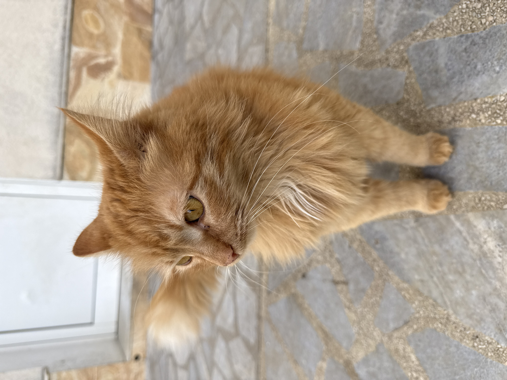 Orange tabby cat spotted on stone tiles in Bulgaria