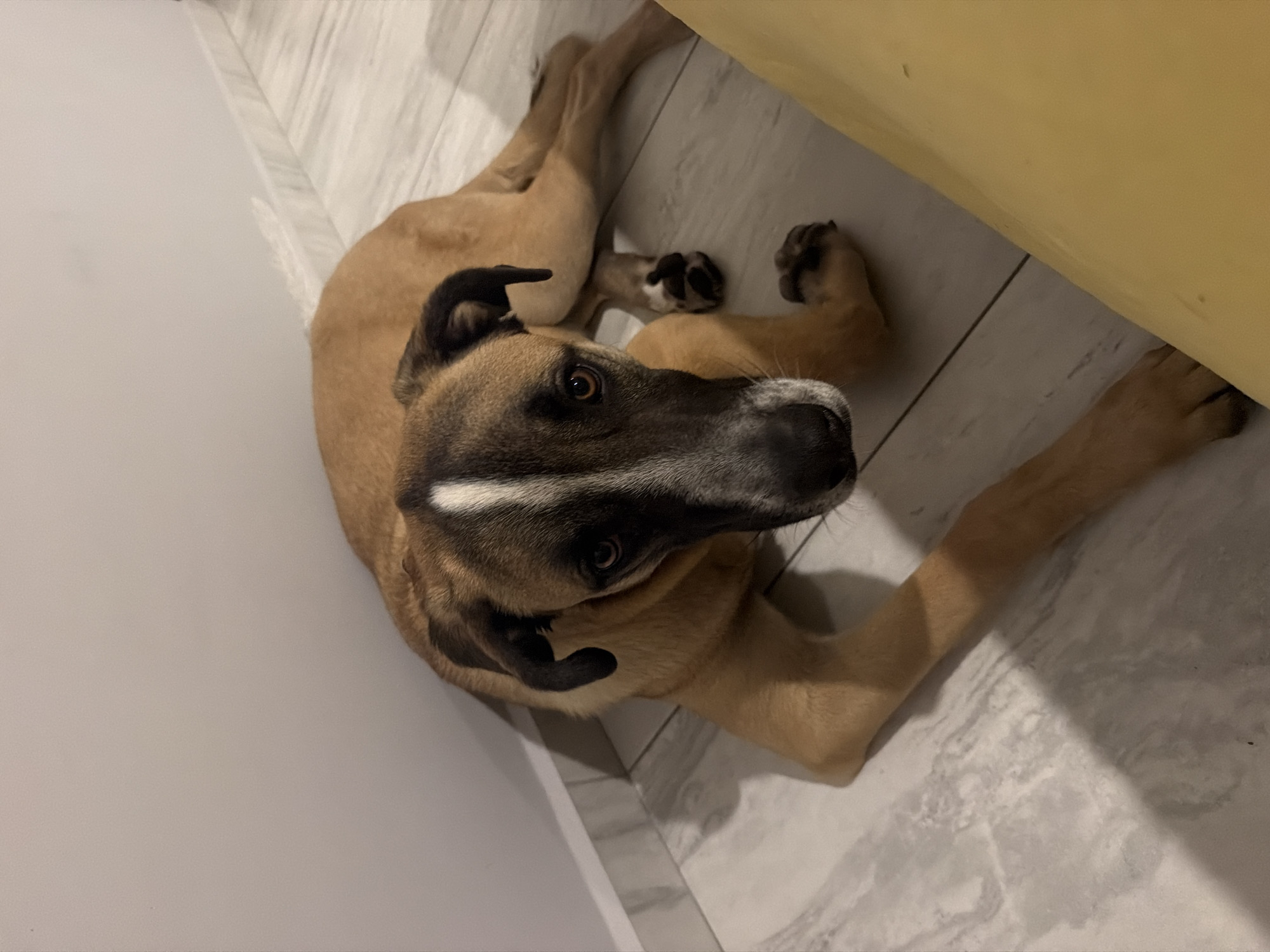 Early morning reading session with dog in Mexican home