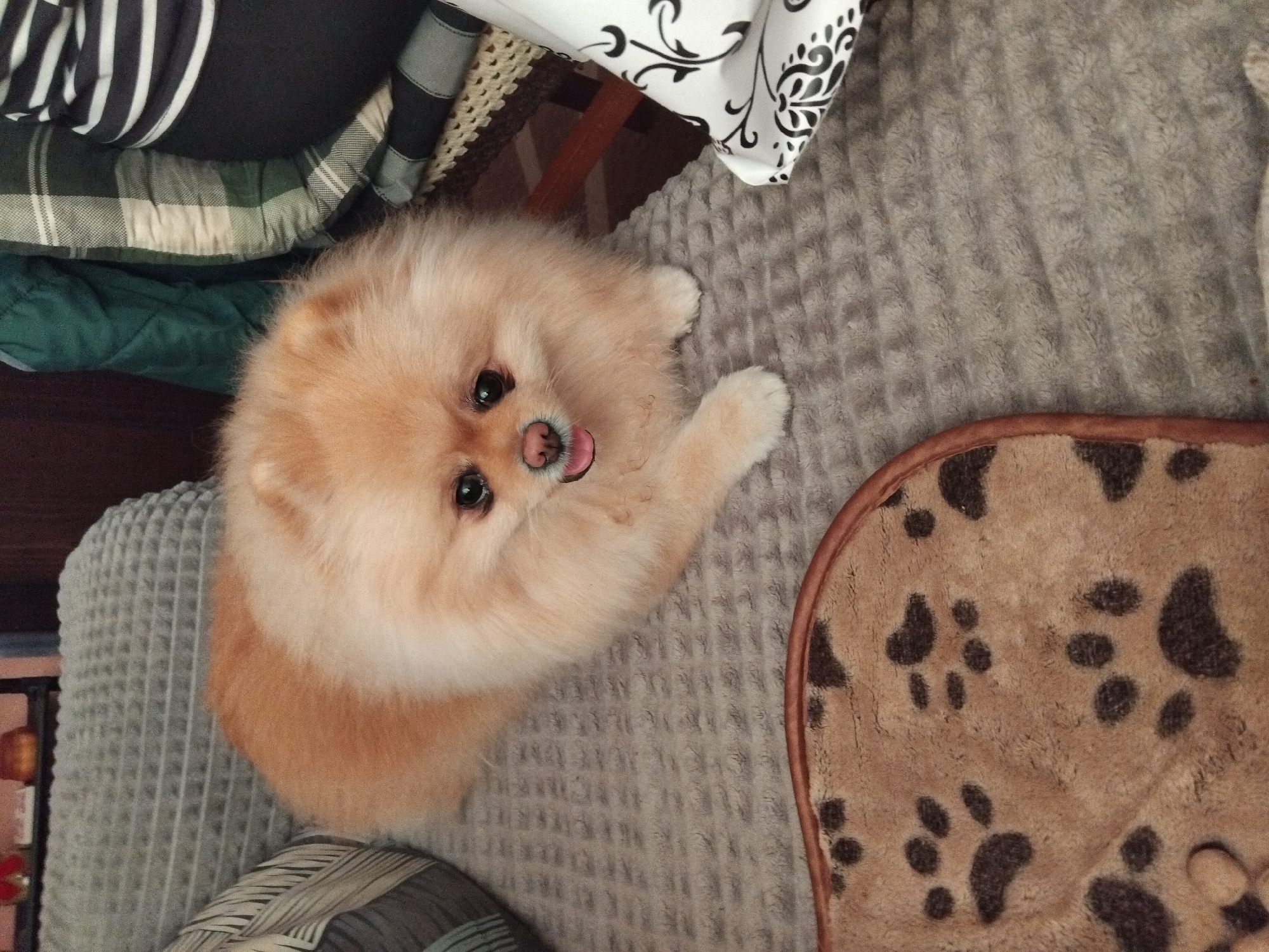 Pomeranian dog napping and lounging in Apriltsi, Bulgaria