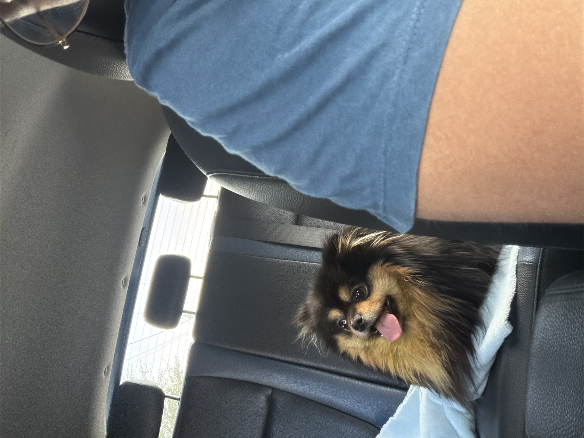 Pomeranian dogs spotted at Cuautla residence and vehicle