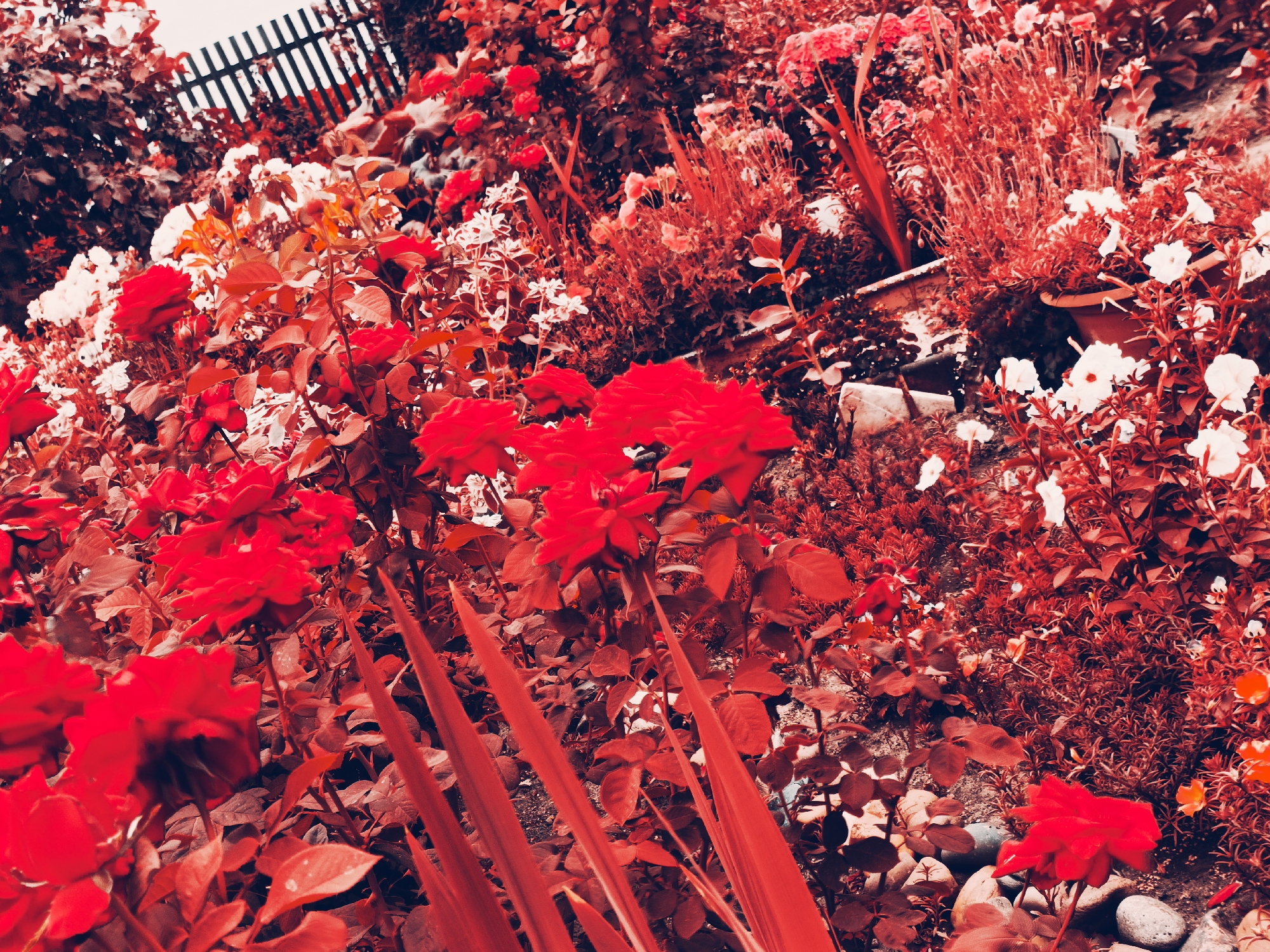 Red rose garden and autumn surroundings on a quiet morning