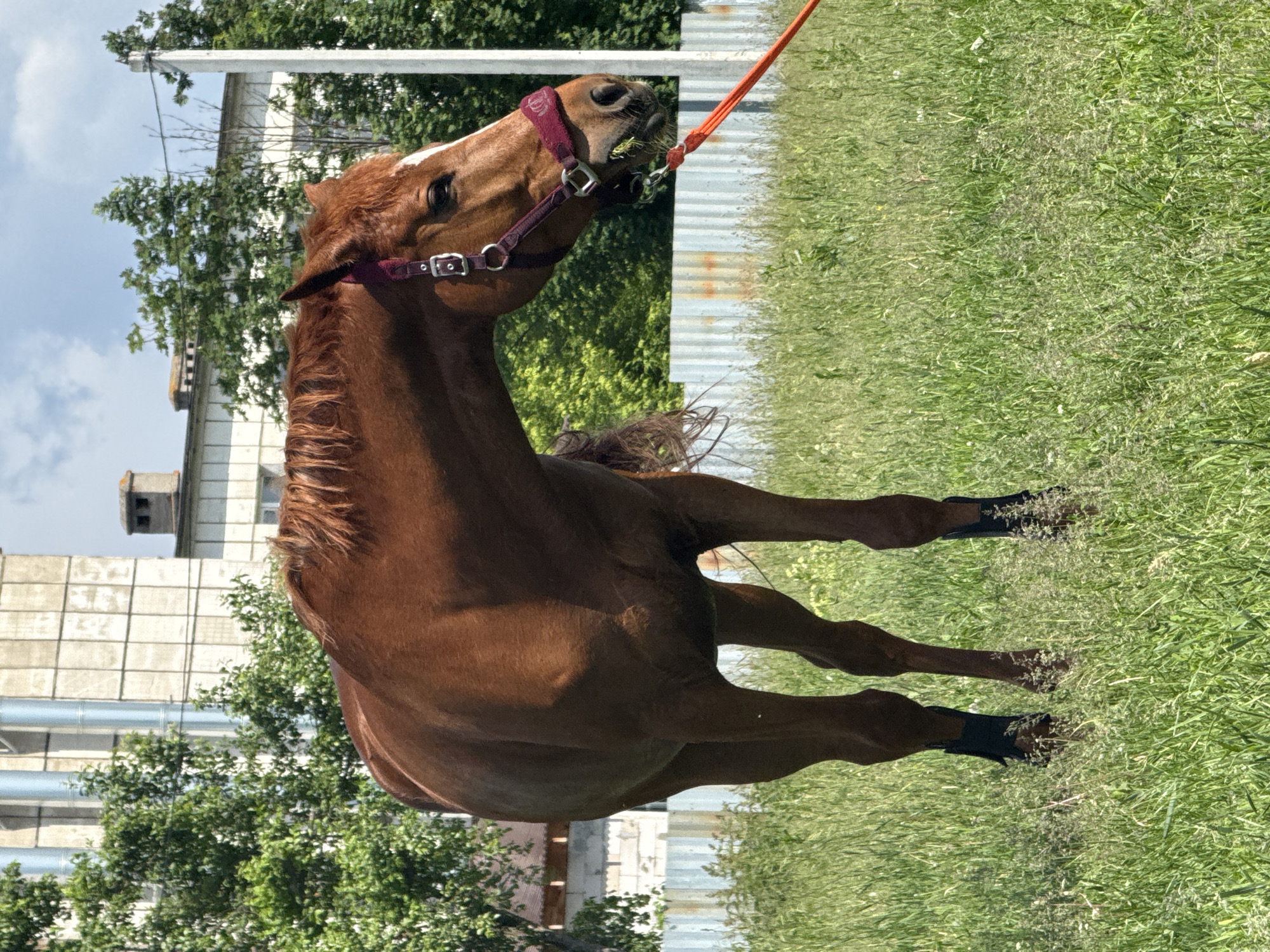 Horse handled in rural field near Ferma, Russia