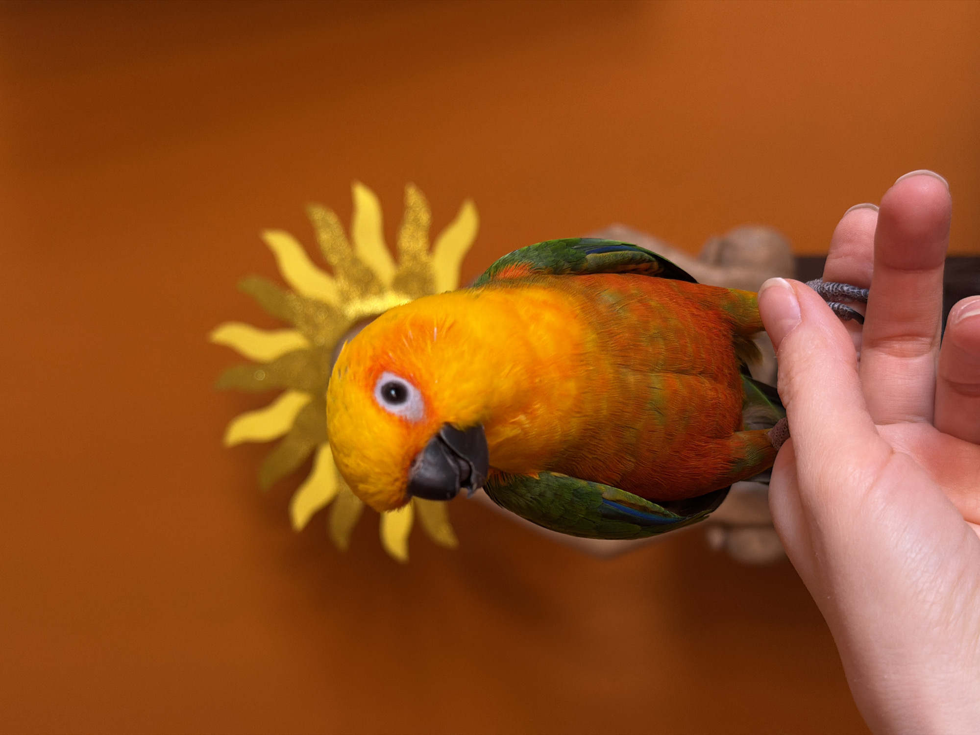 Colorful parrot observed on person's hand in Khimki