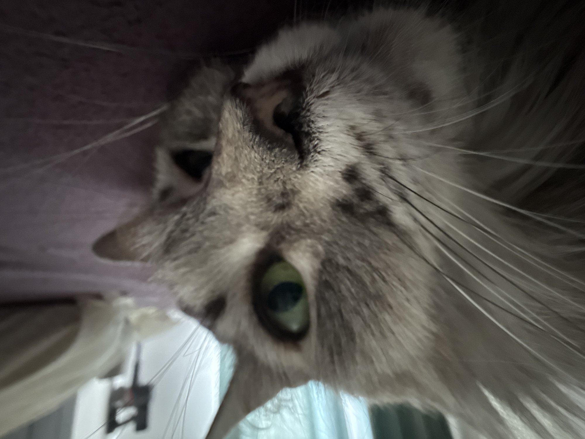 Two cats, one purple blanket, many close-ups