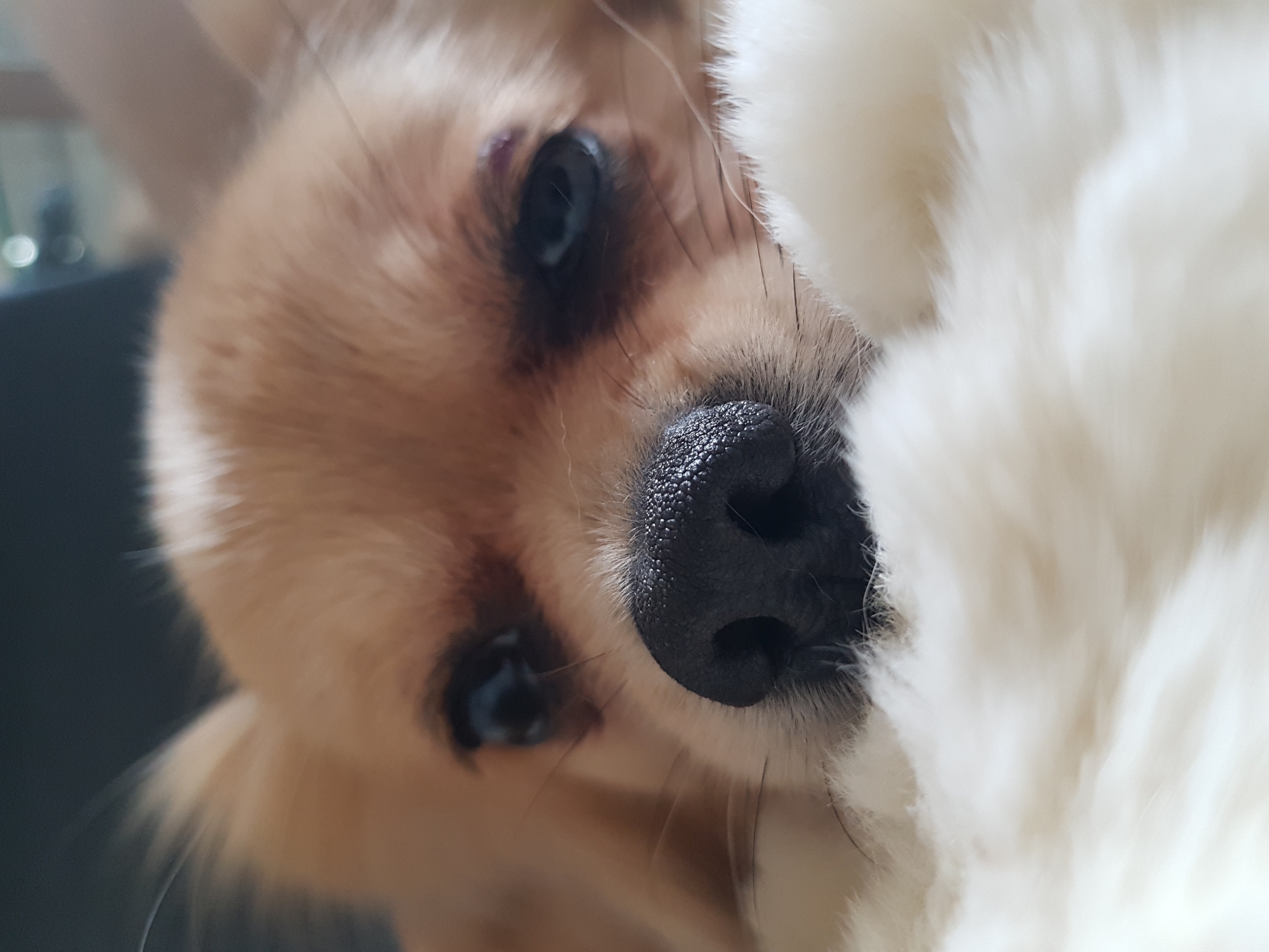 Small dog photographed resting indoors in Saint Petersburg