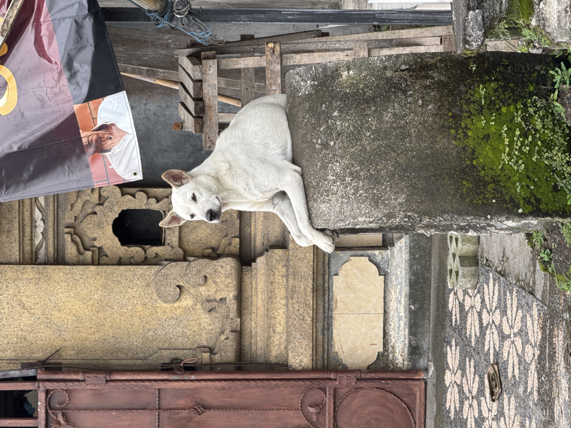 White dog spotted on stone pillar in Kediri street scene