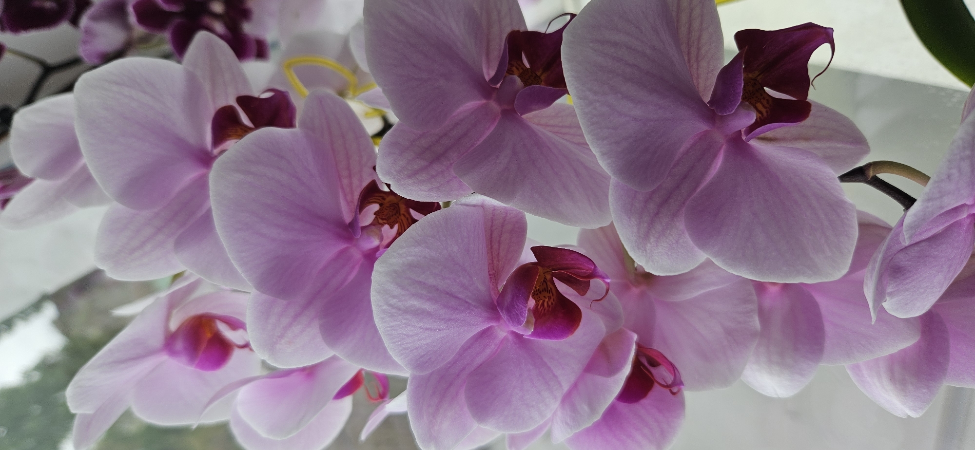 Witness captures blooming orchids and hibiscus flowers in detail