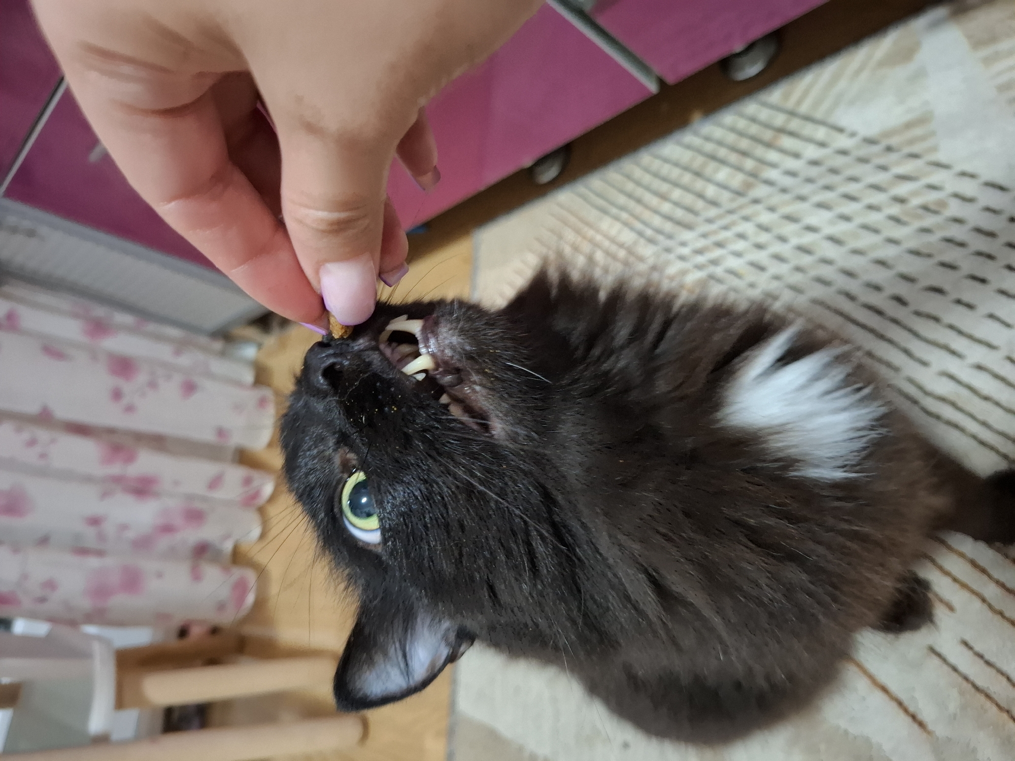Evening cat care and sunset documented in Chaikovsky