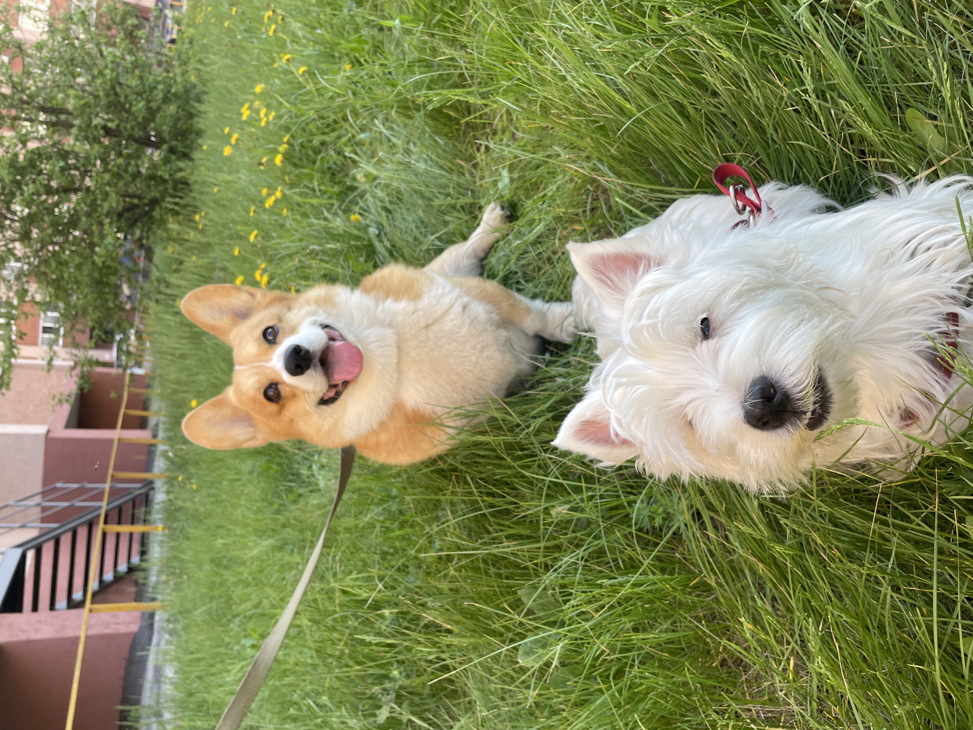Two dogs enjoy morning walk in dandelion field, Samara