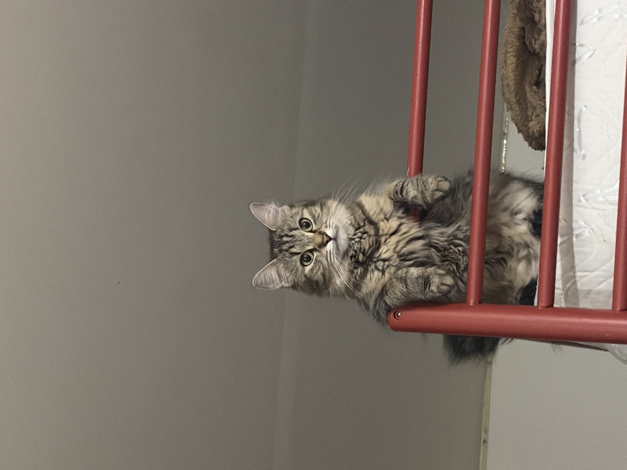 Cats spotted on red barriers in Antwerp Sunday morning