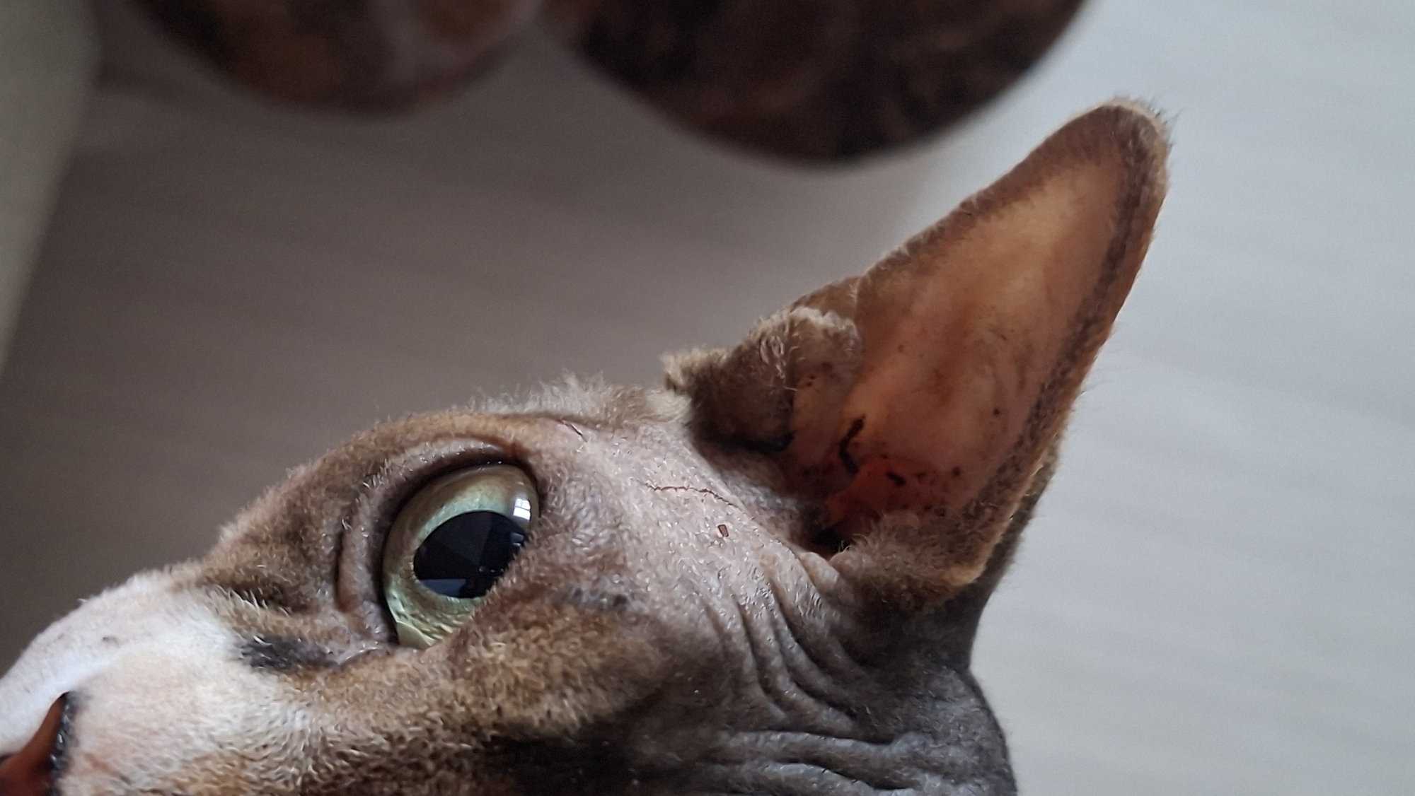Cats including clothed Sphynx photographed in Belarus home