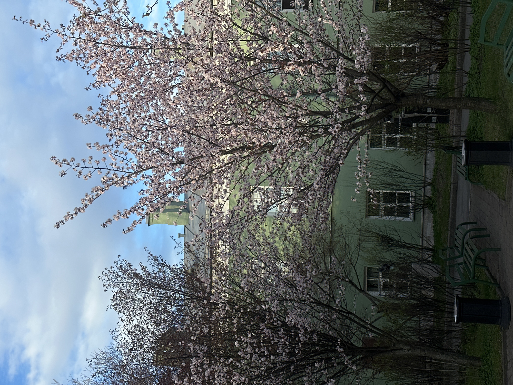 Cherry blossoms bloom in Saint Petersburg park area