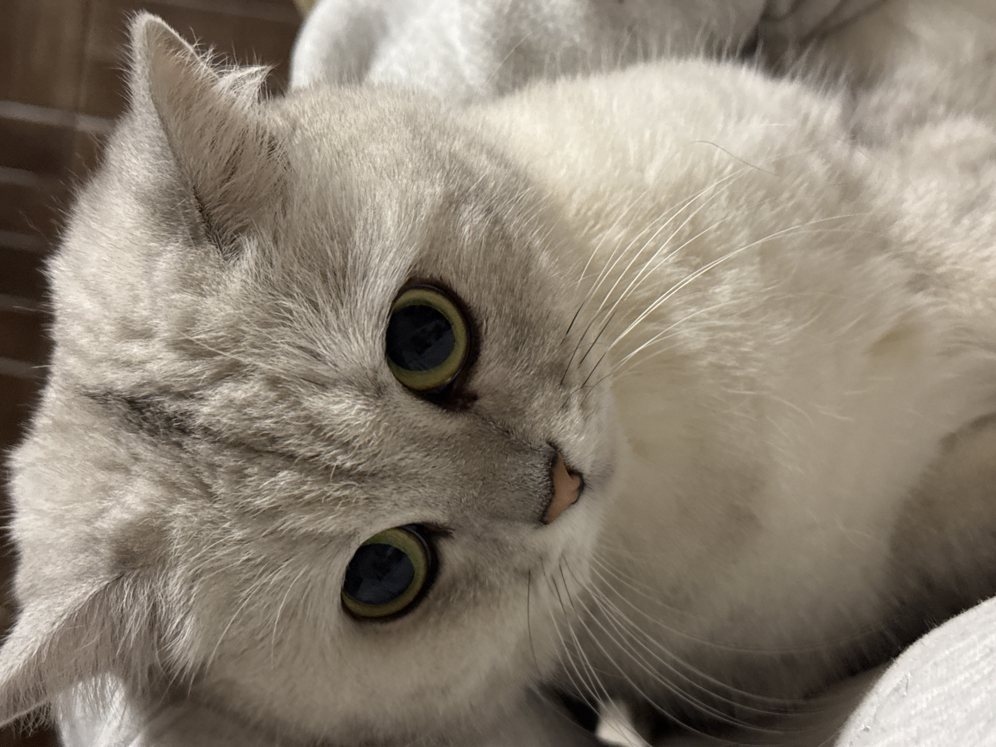 Gray cat photographed in close-up in Ivatsevichy, Belarus