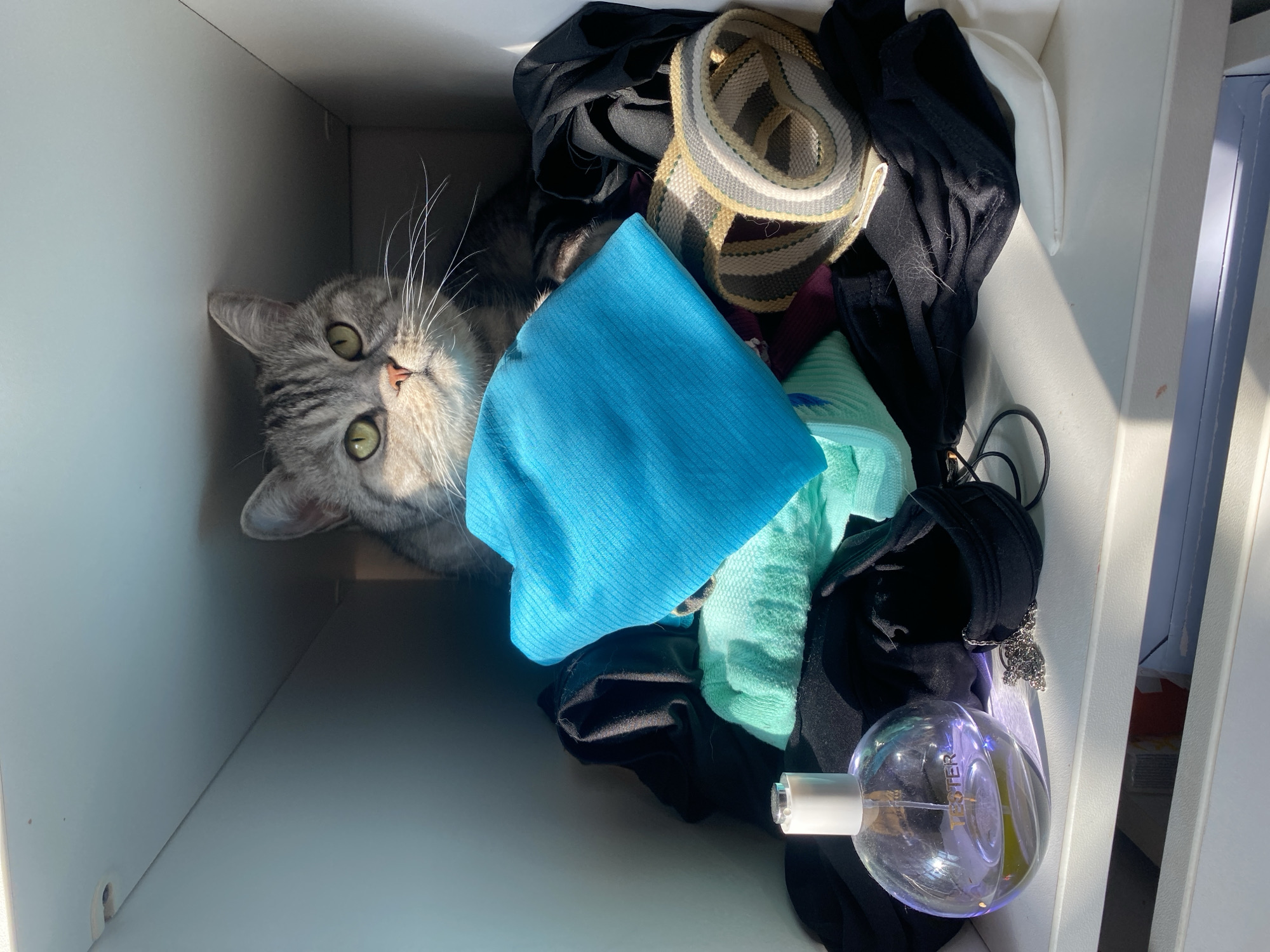 Gray tabby cat peeks out from a shelf full of folded clothes