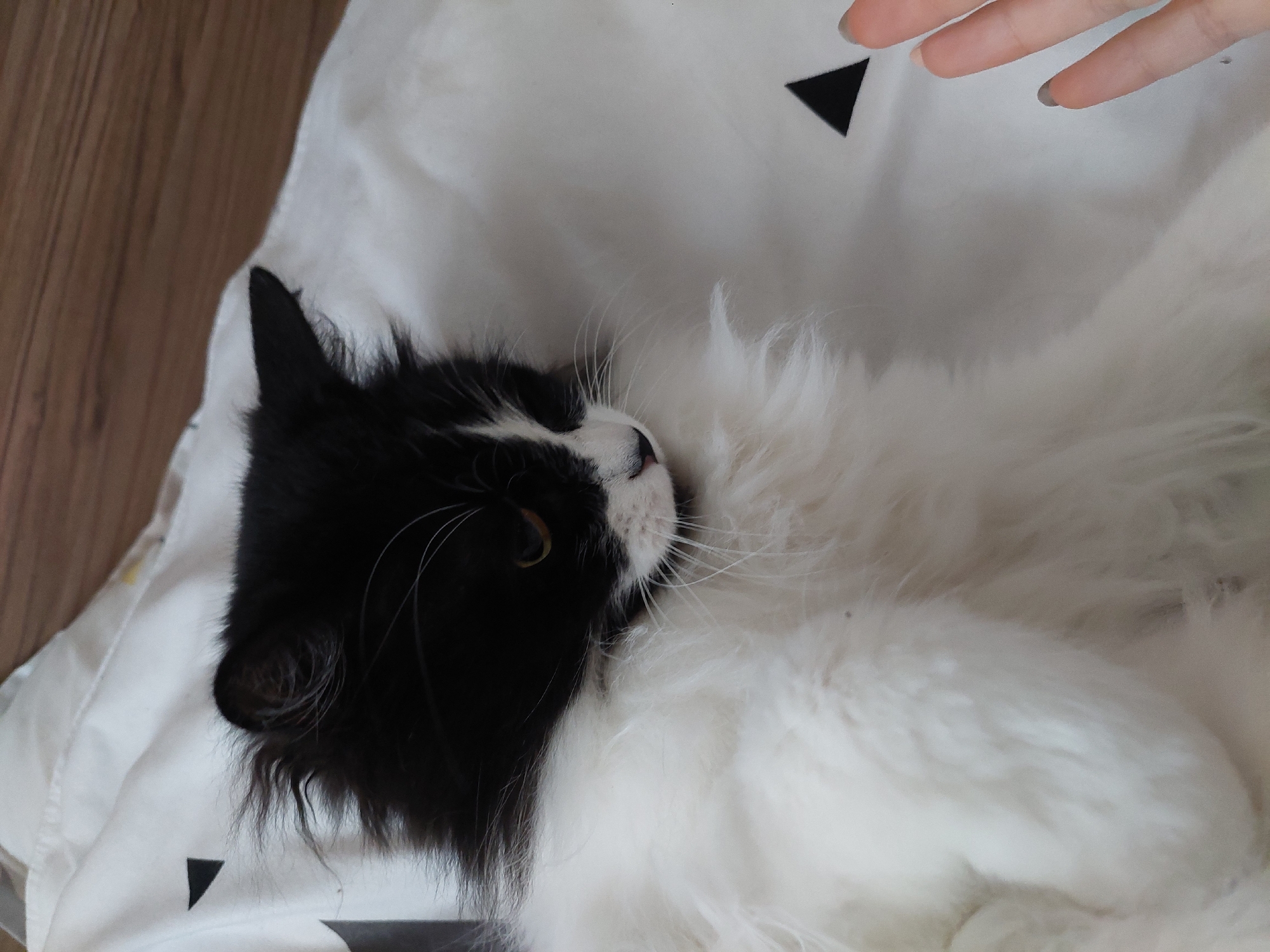 Cat lounges on patterned bedding in Plovdiv home
