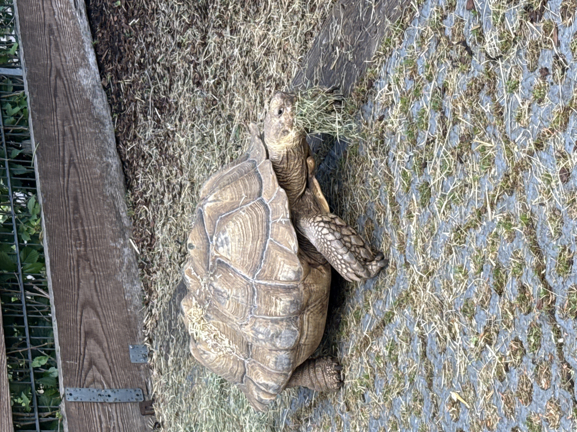 Zoo Animals Observed During Afternoon Visit in Weinstadt Germany
