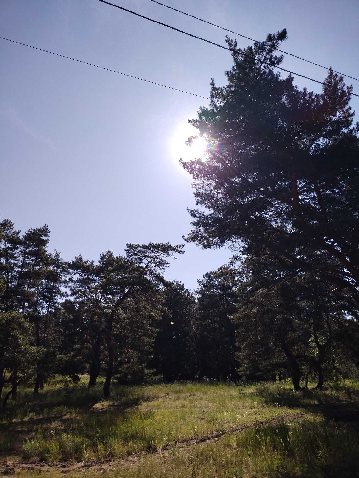 Morning dog walk documented in Ukrainian pine forest