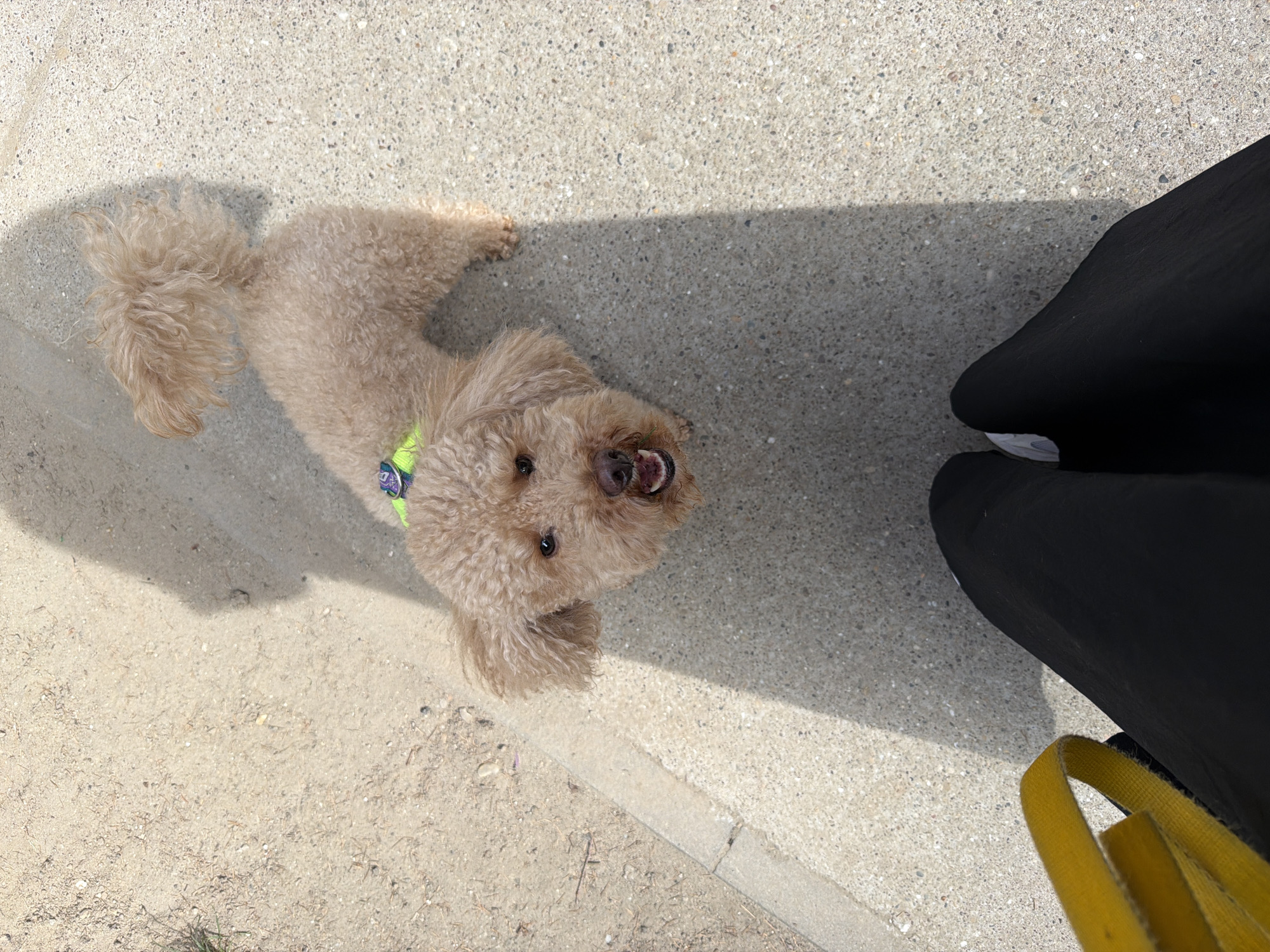 Poodle encounter and spring scenes observed in Belgrade park