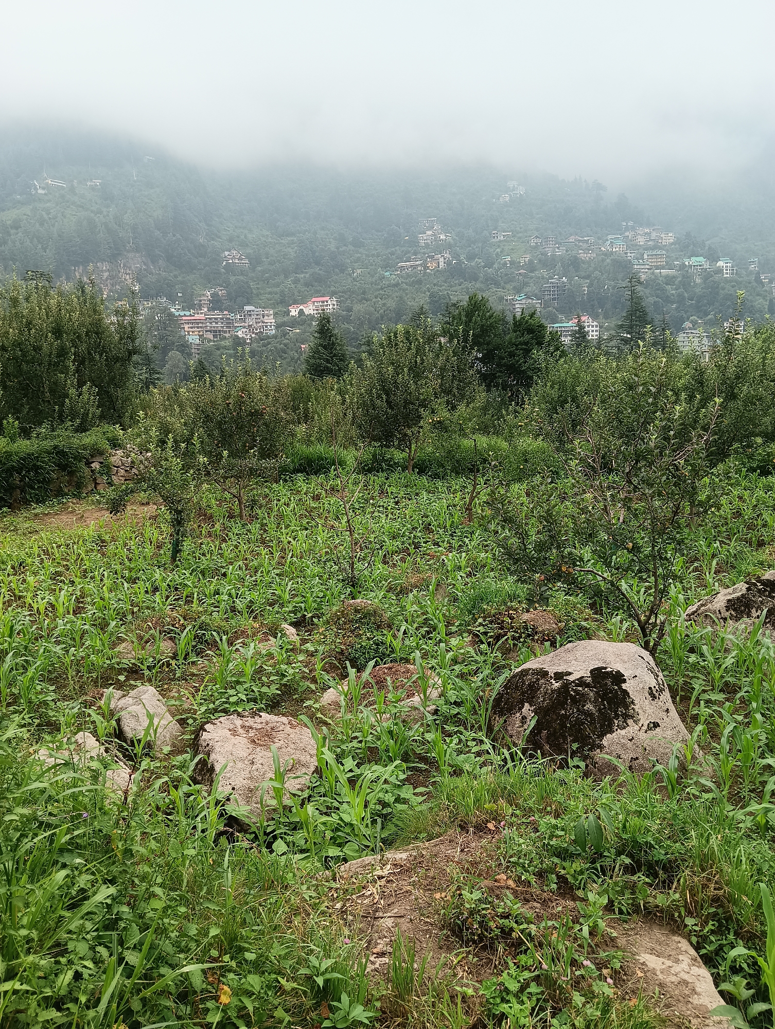 Manali's rural edges: orchards, clover fields, and mountain haze