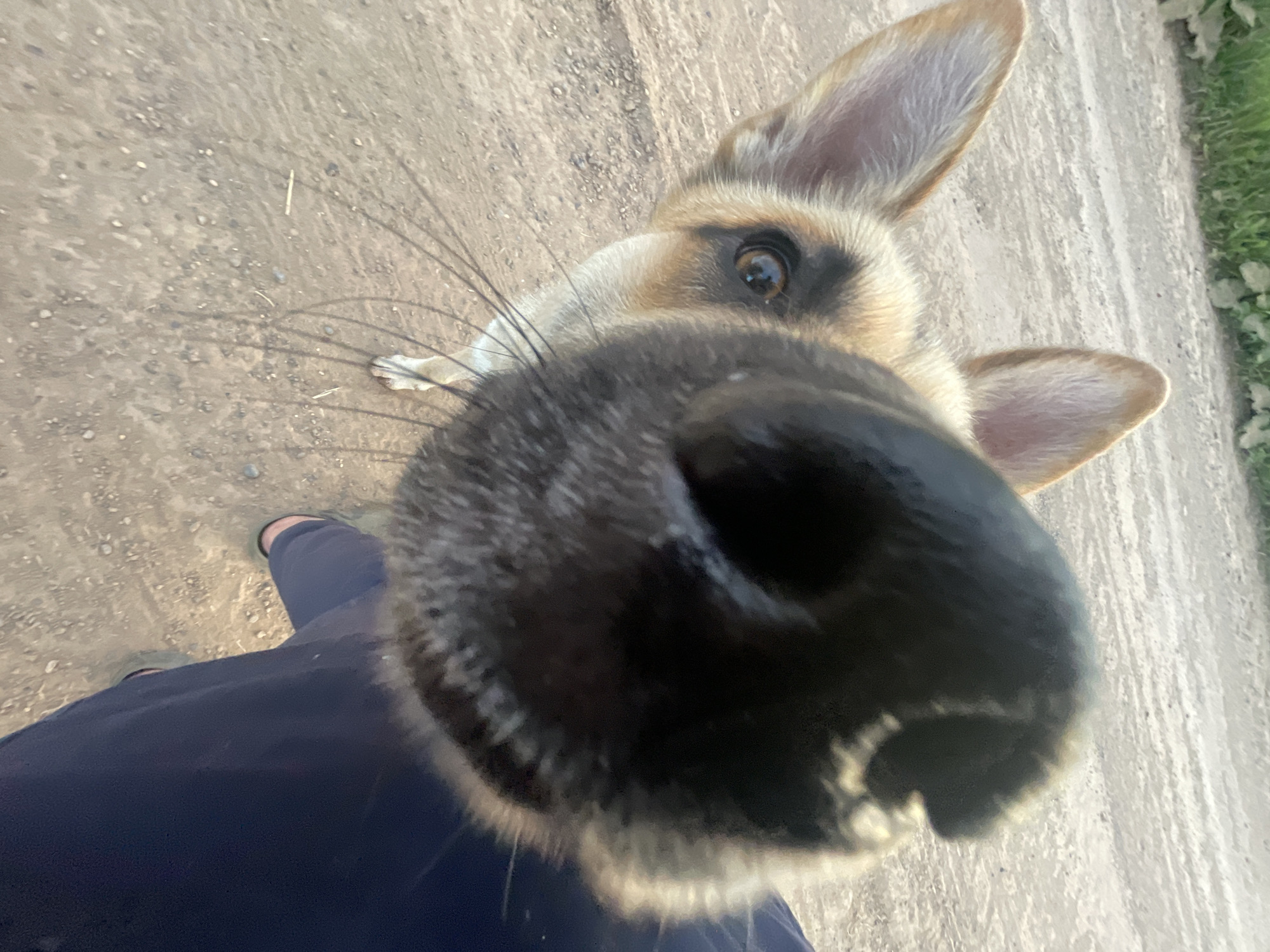 German Shepherd on a dirt road in rural Panteleevka, Russia