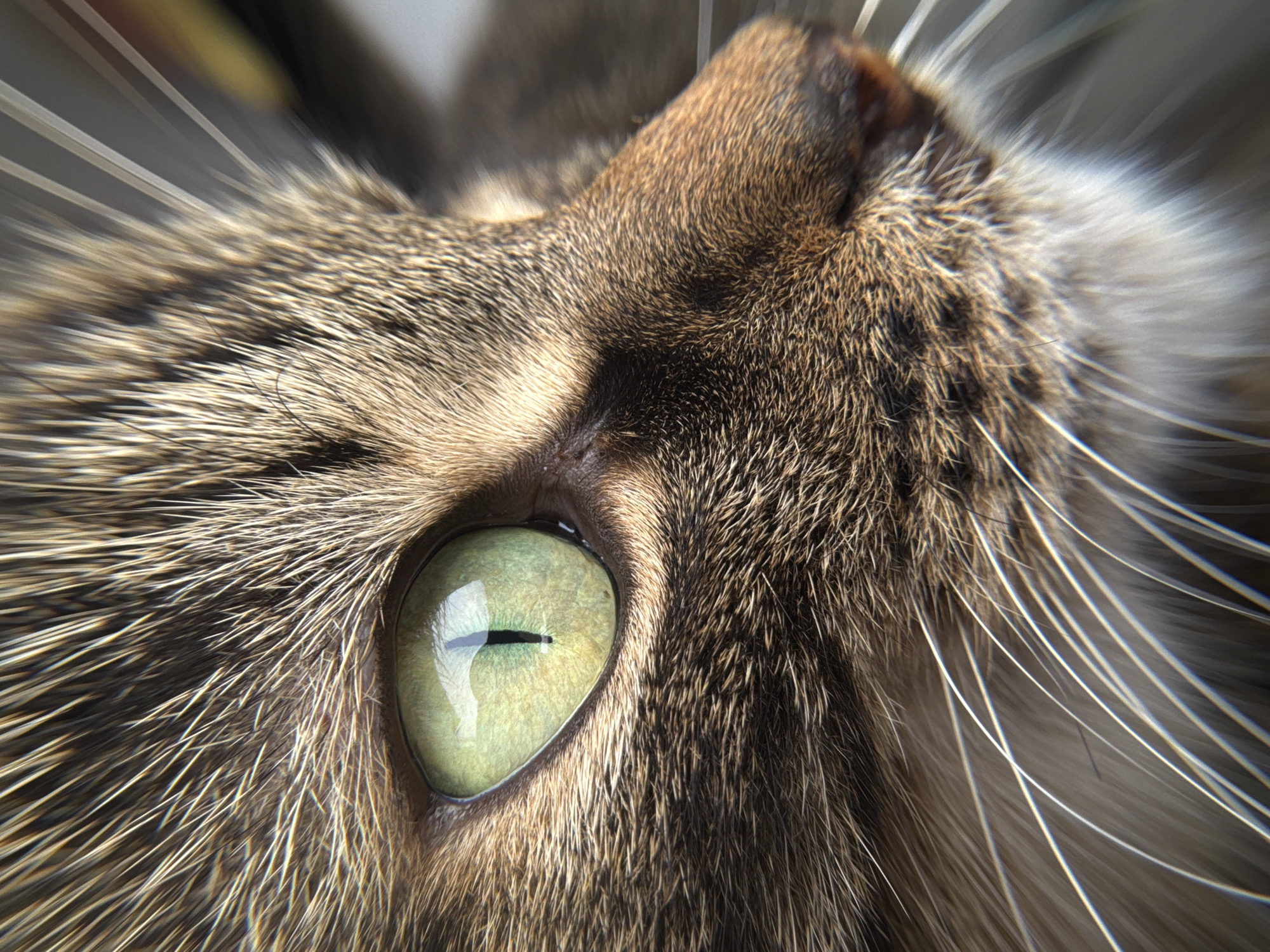 Woman photographs tabby cat during morning session in Chernushka