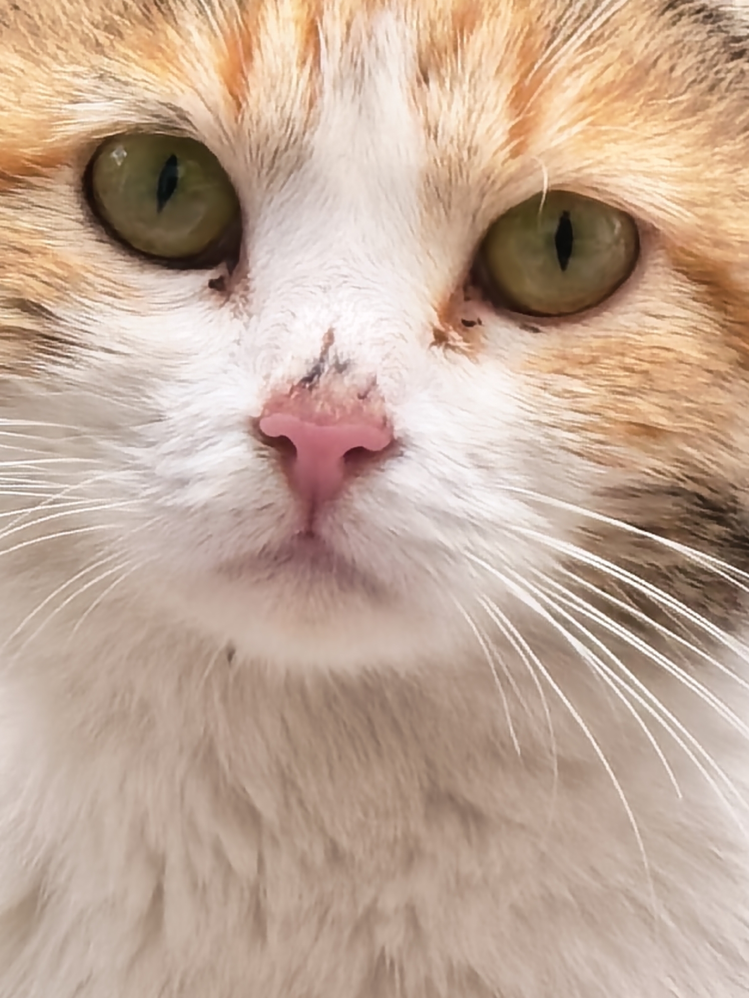 Spring morning captures feature cats, wildlife, and rural scenes