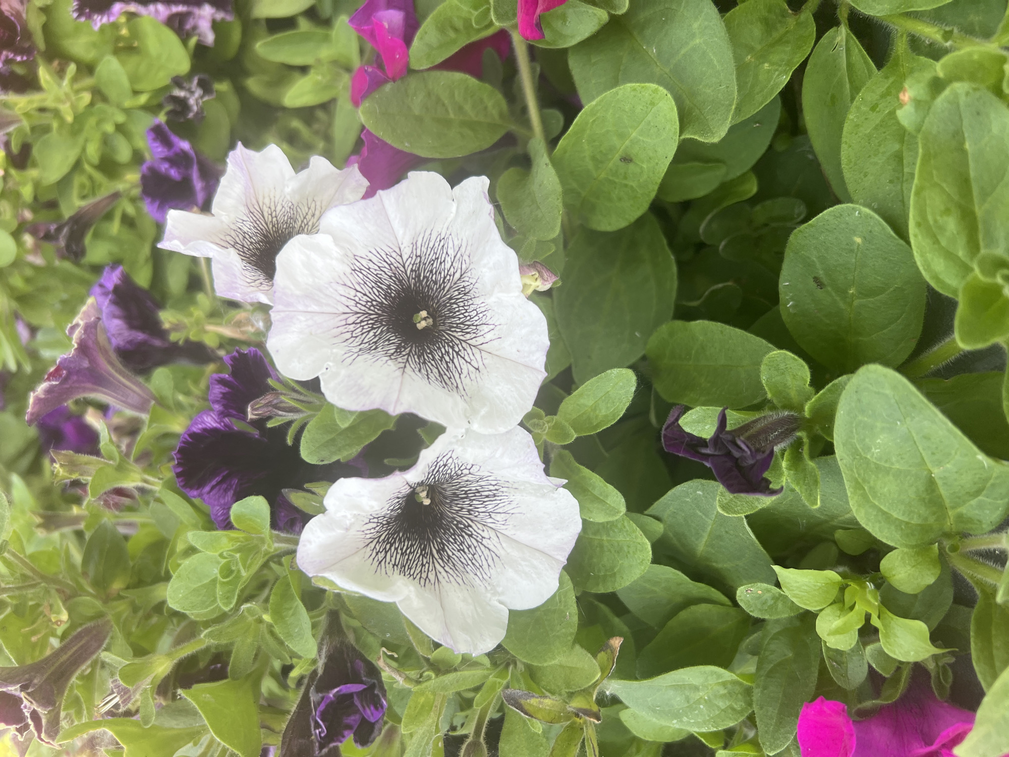 Summer morning in Mahilyow — flowers, foliage, and city greenery