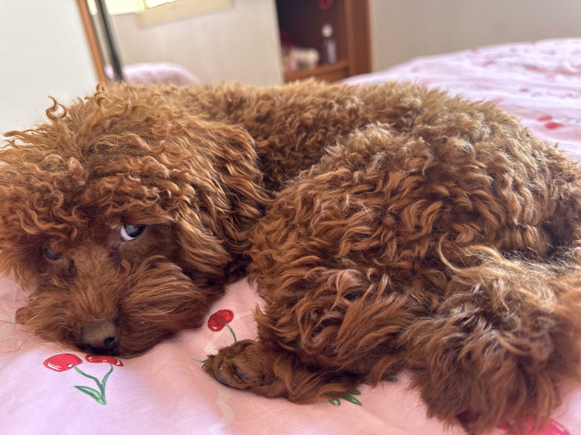 Toy poodle photographed resting on cherry-patterned bedsheet in Spain