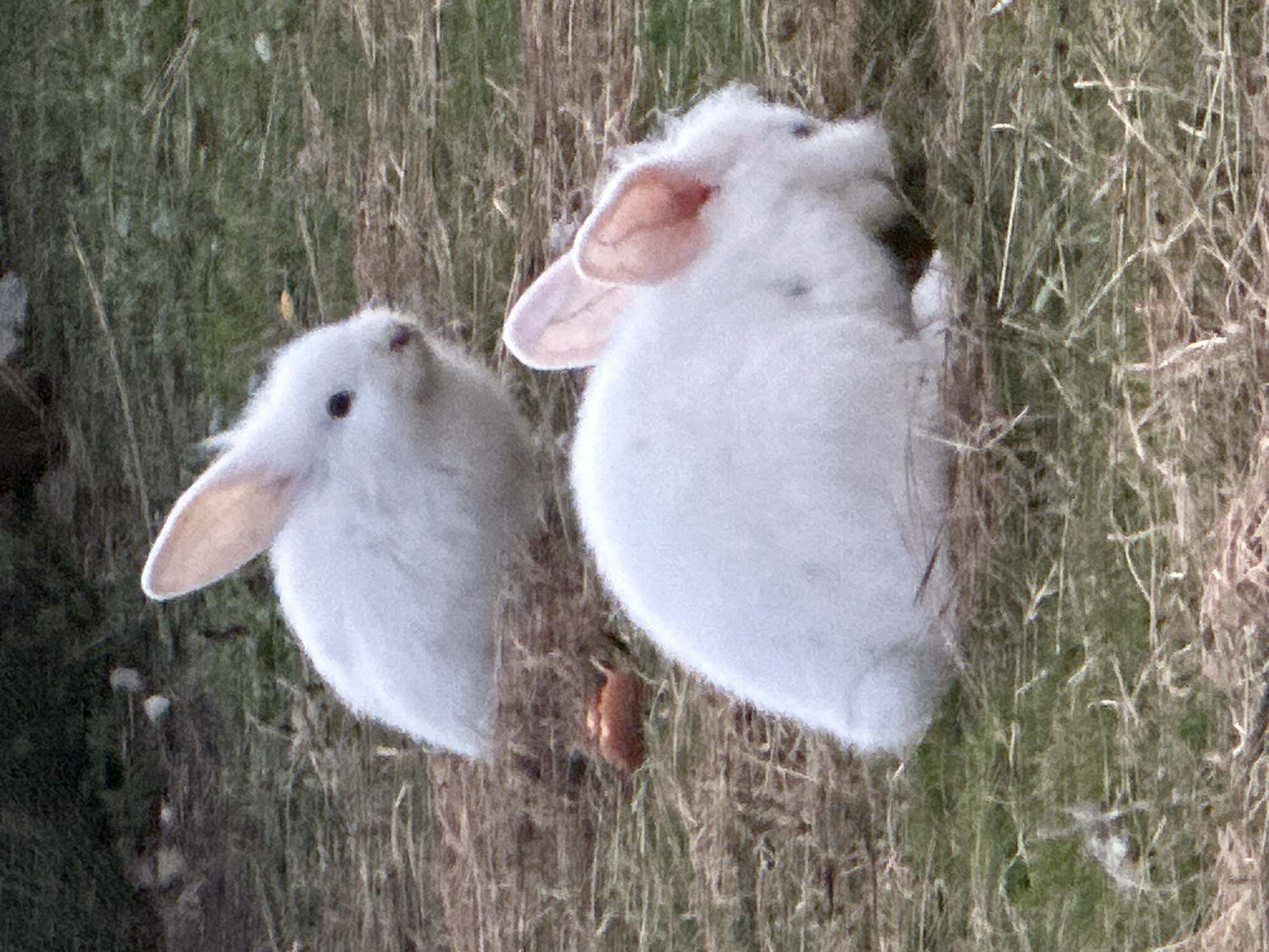 Rabbits roaming a grassy enclosure in Bad Endorf at dusk