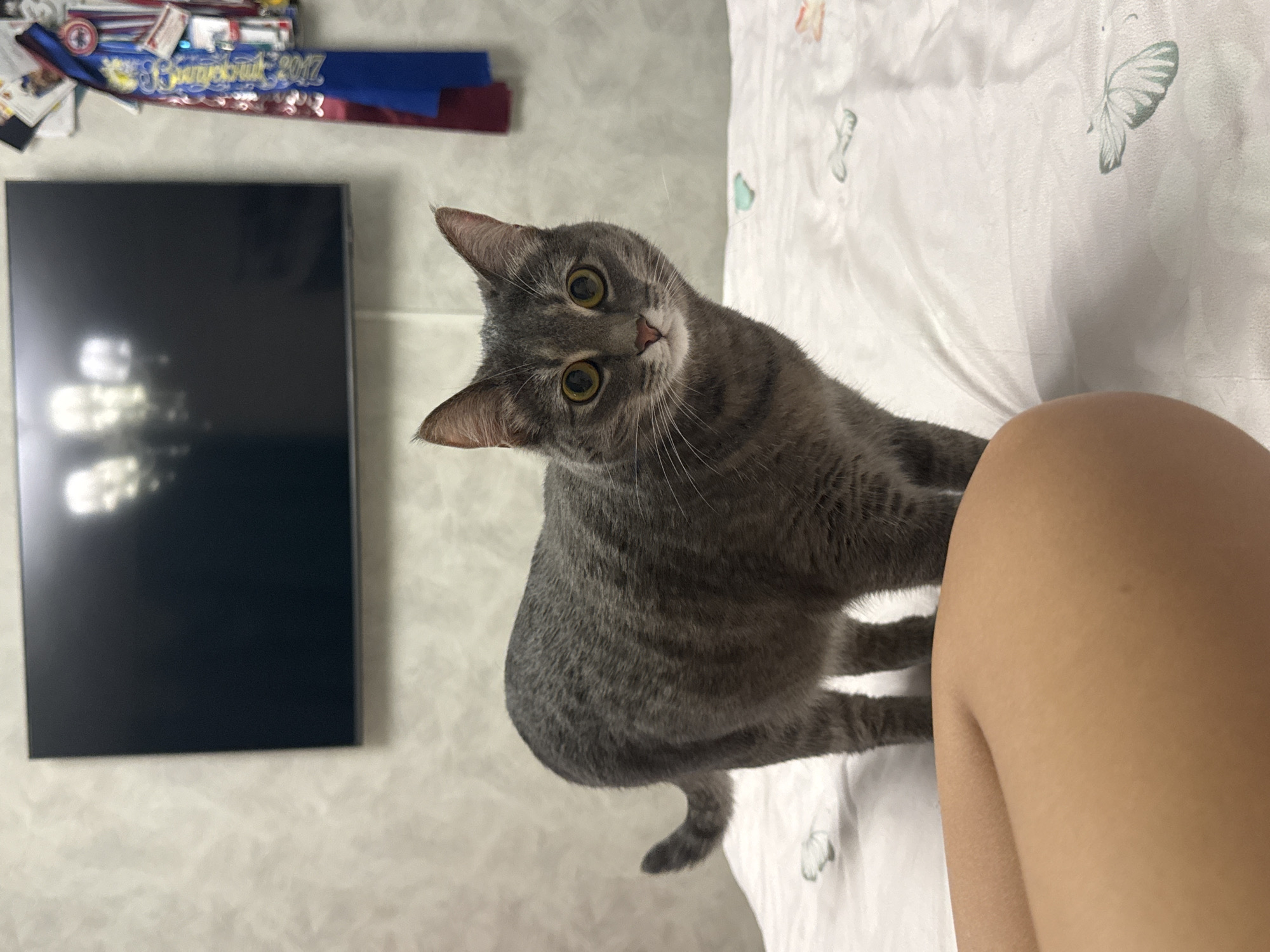 Afternoon at home with Scottish Fold cat in Chaikovsky