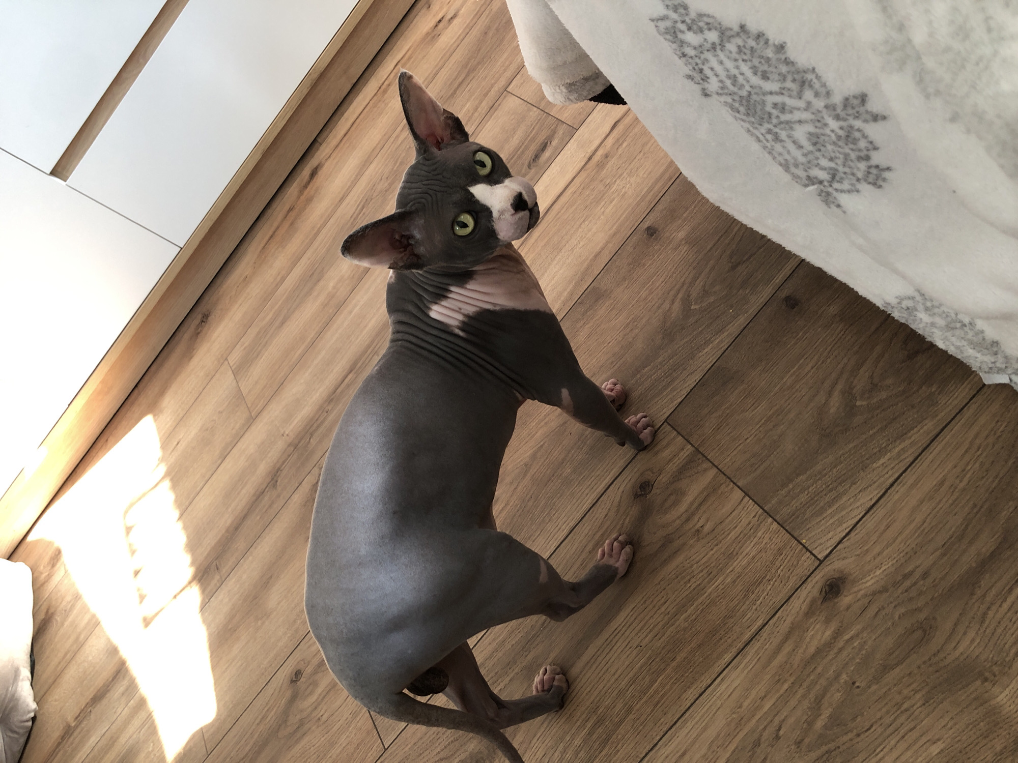 Sphynx cat portraits from multiple angles at home