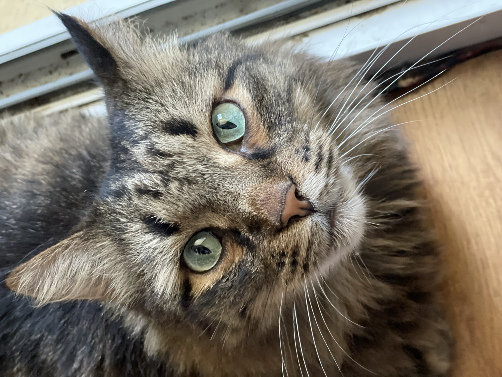 Cats at home in Aktau, one watching the city skyline