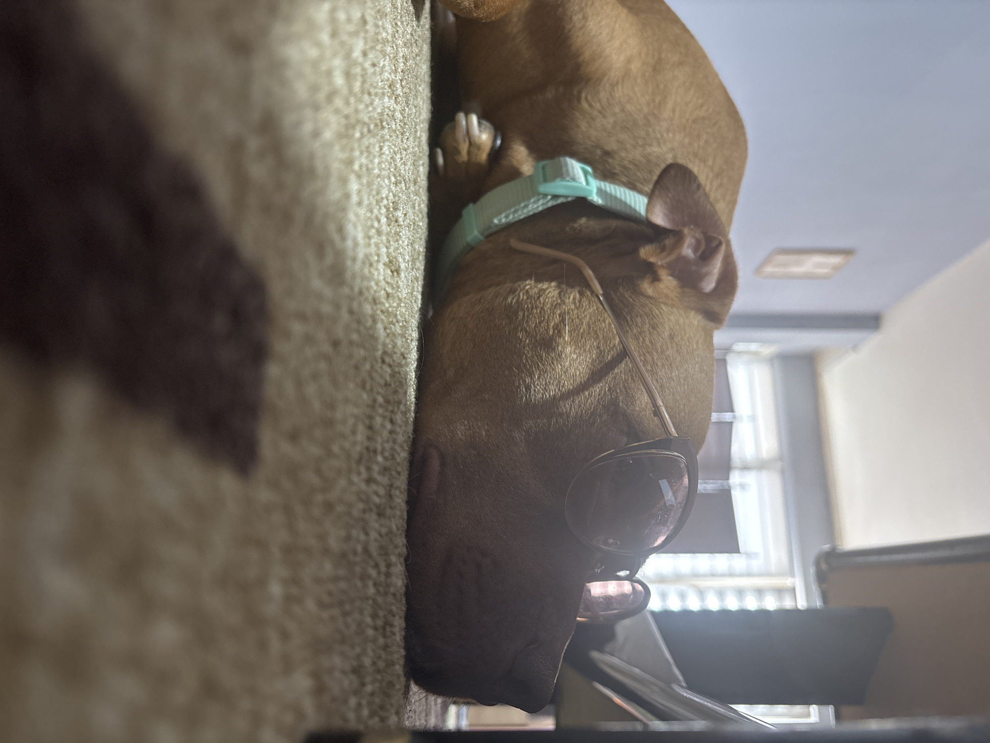 Dog poses with sunglasses indoors in Sofia