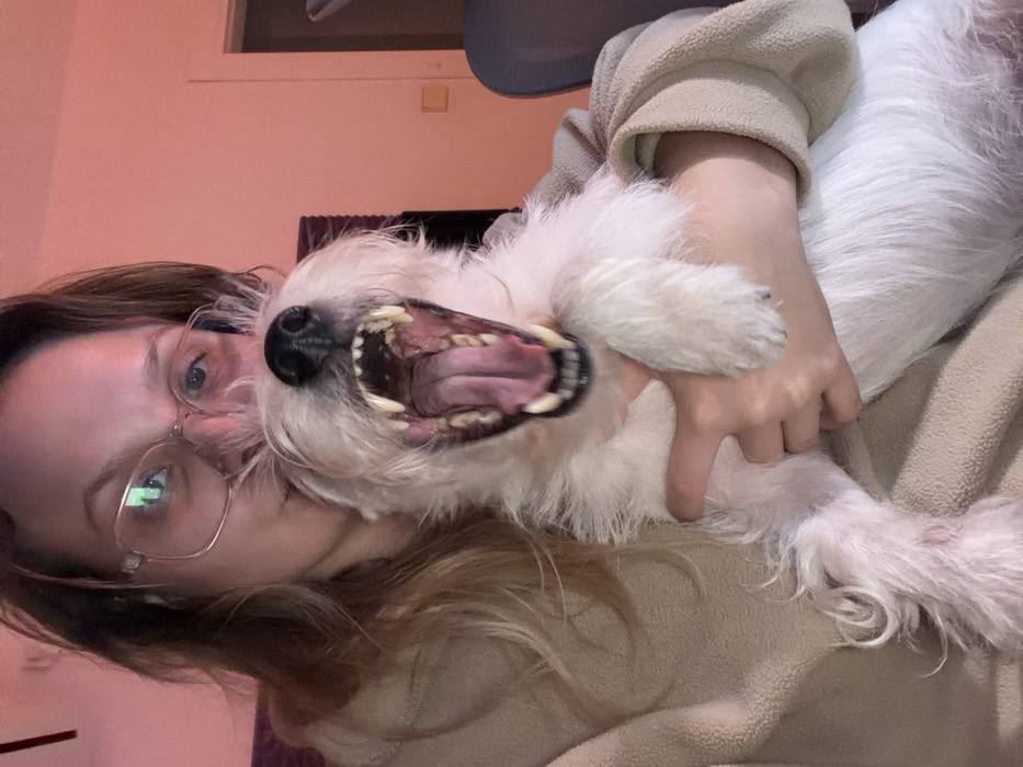 Tel Aviv residents spend evening with multiple dogs indoors