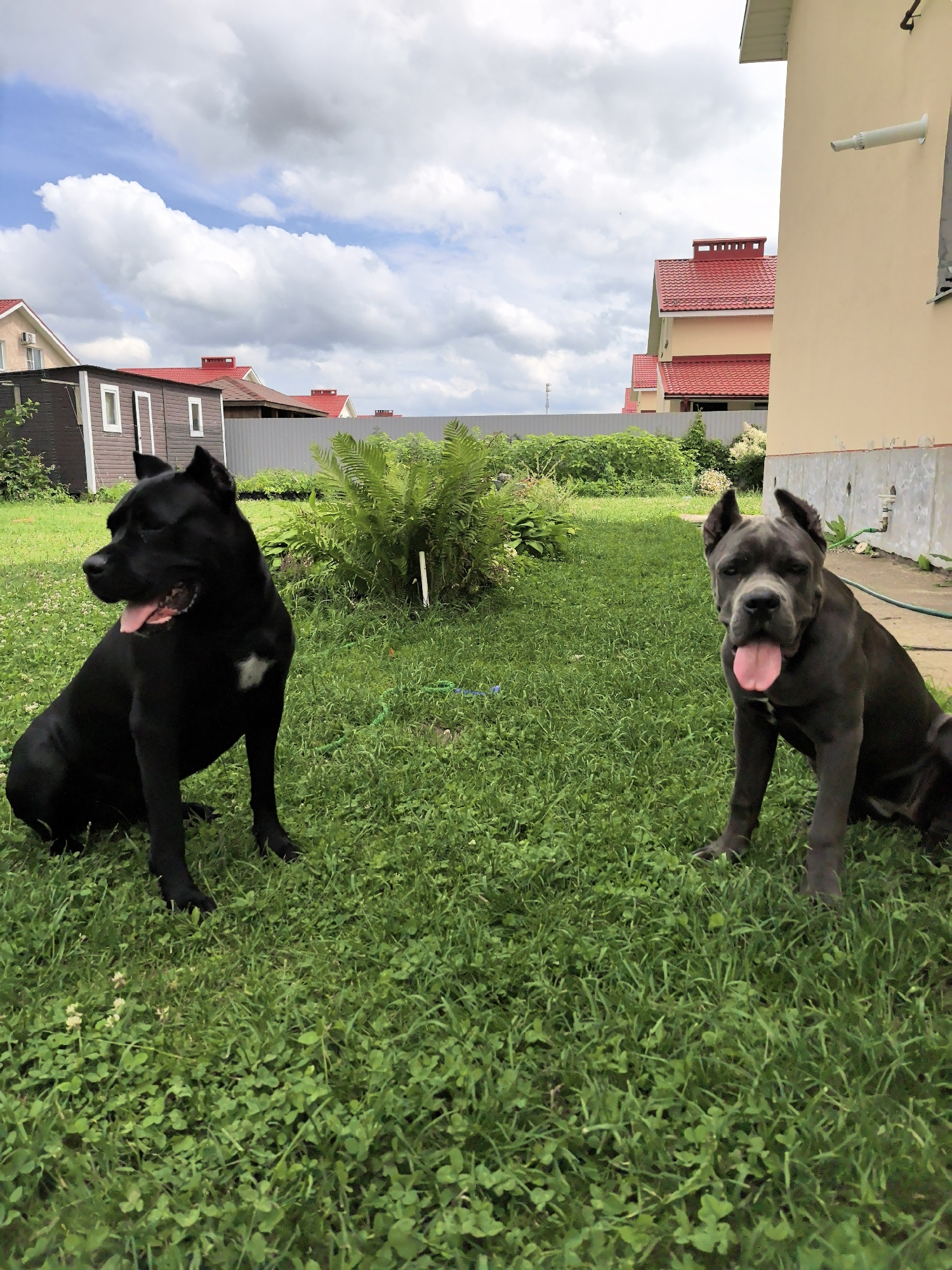 Cane Corsos and a home garden on a summer morning