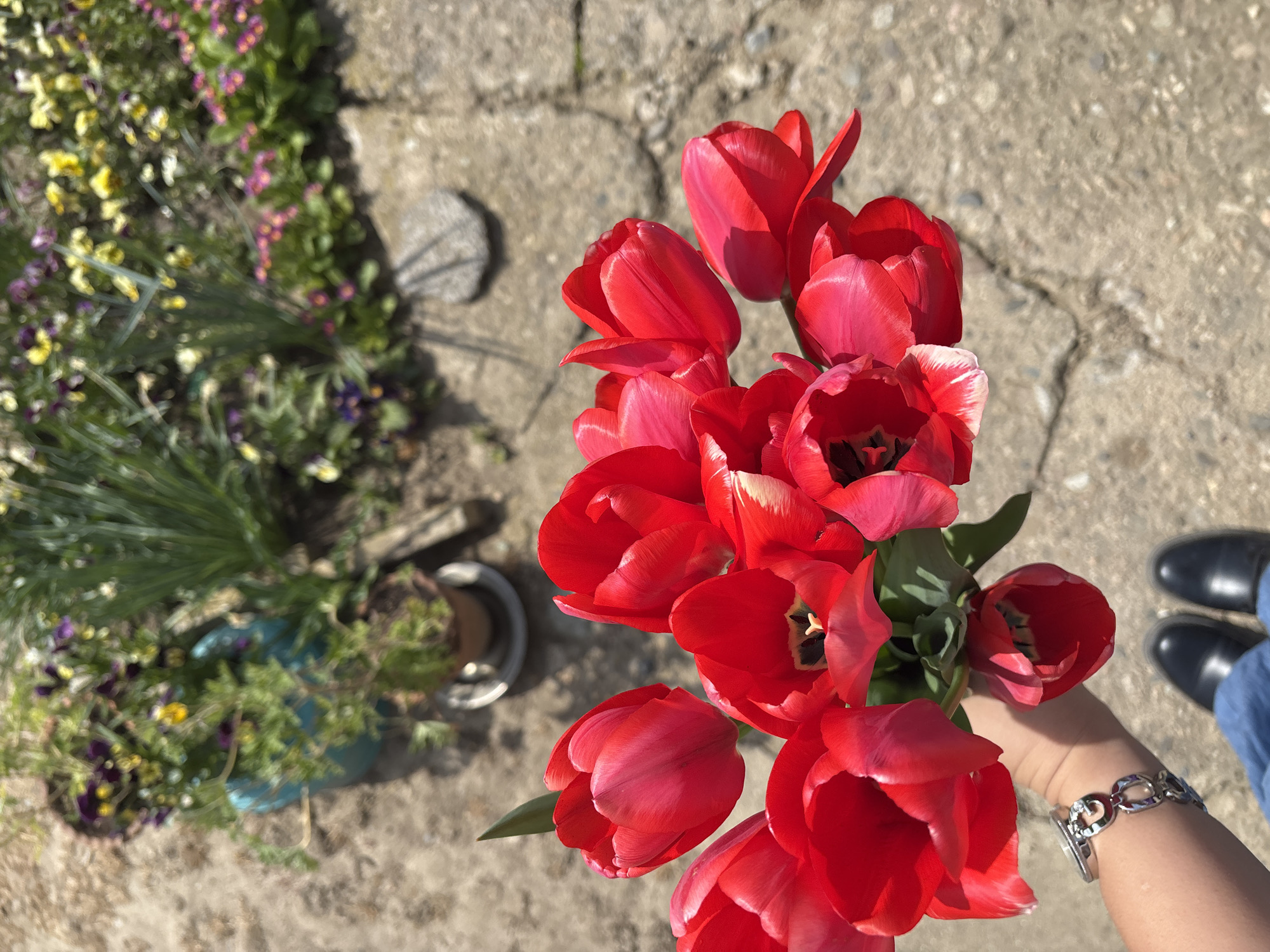 Elderly gardener picks red tulips in Banya, Bulgaria backyard