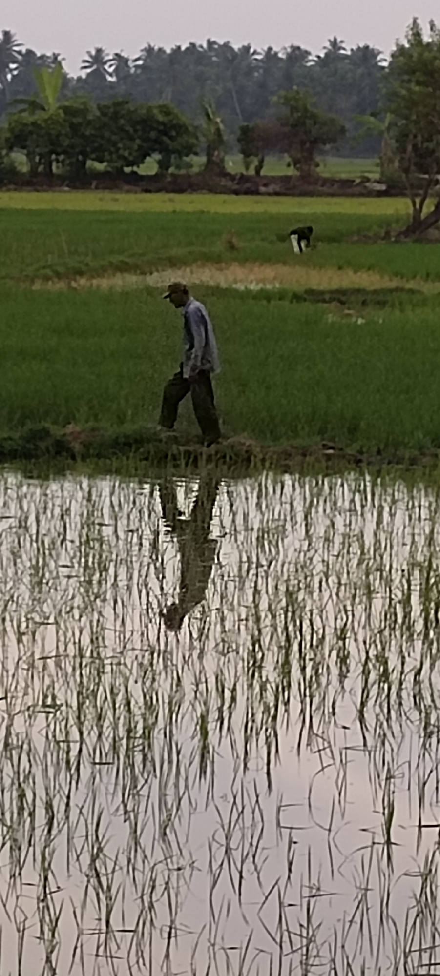 Rice fields and rural routines in coastal Aceh, Indonesia