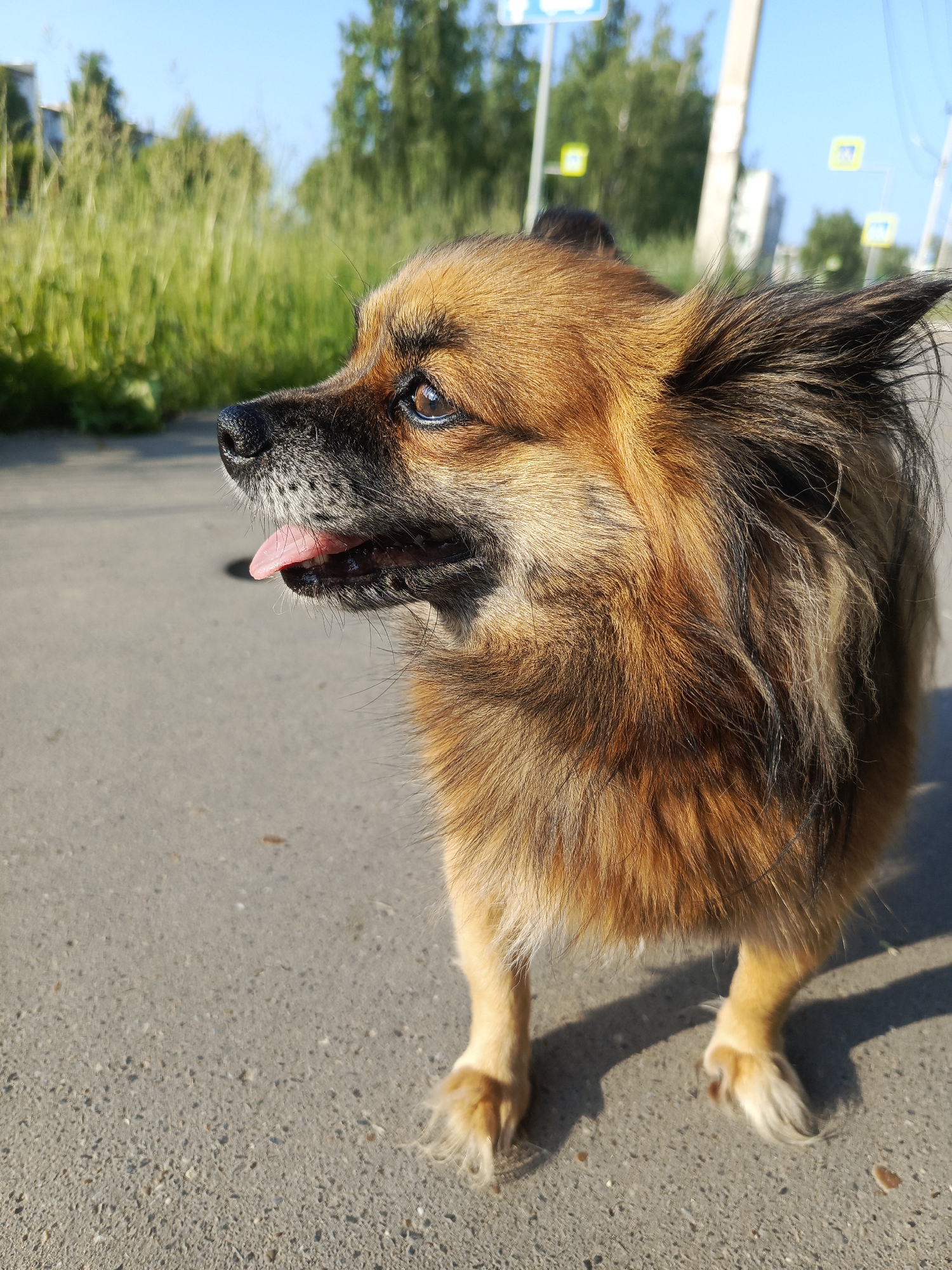 Morning street life and nature in Chaikovsky, Russia