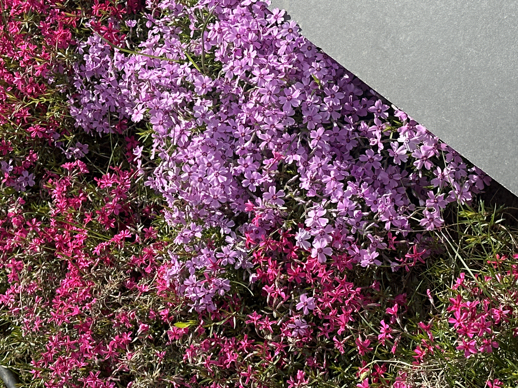 Spring afternoon scenes documented across Sofia with mountain backdrop