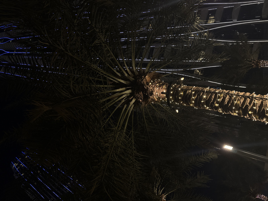 Woman records video message among lit palm trees in Dubai