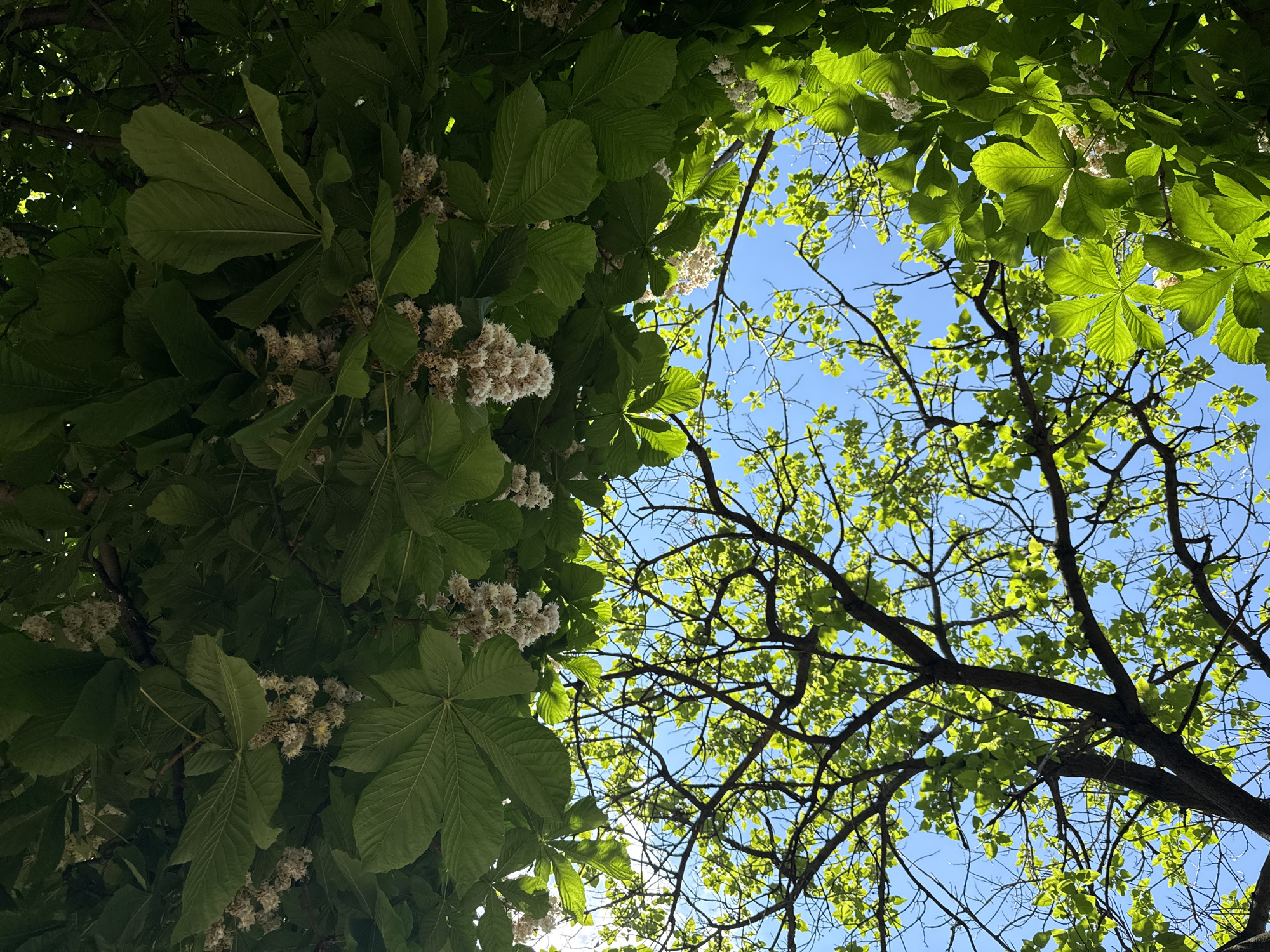 Spring canopy photographed in Plovdiv, Bulgaria