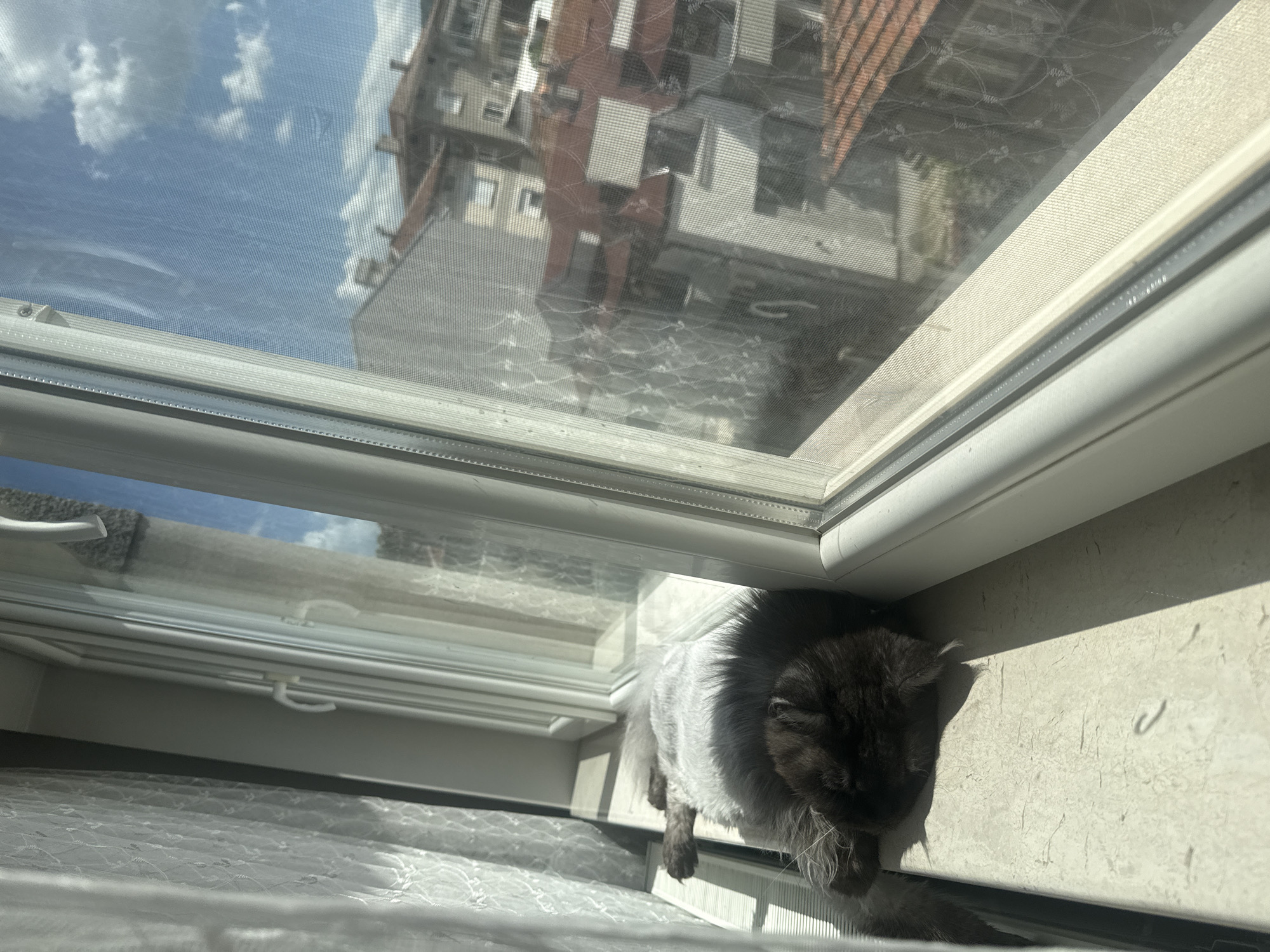 Cat observed on window sill overlooking cityscape buildings