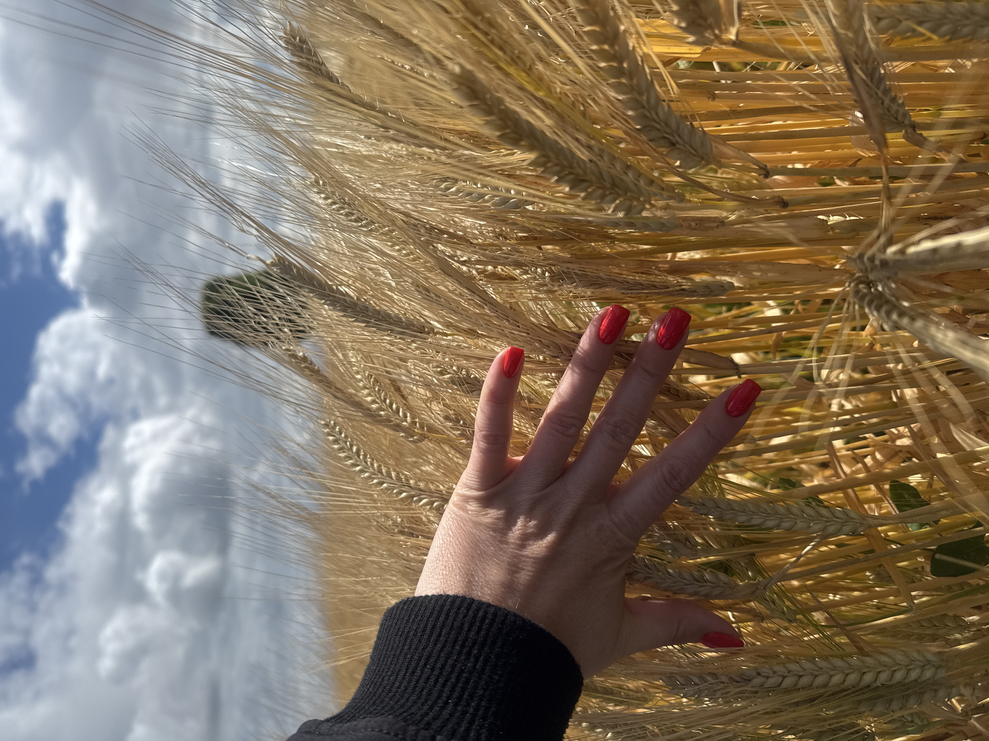 Person with red nails touches ripe wheat field Germany