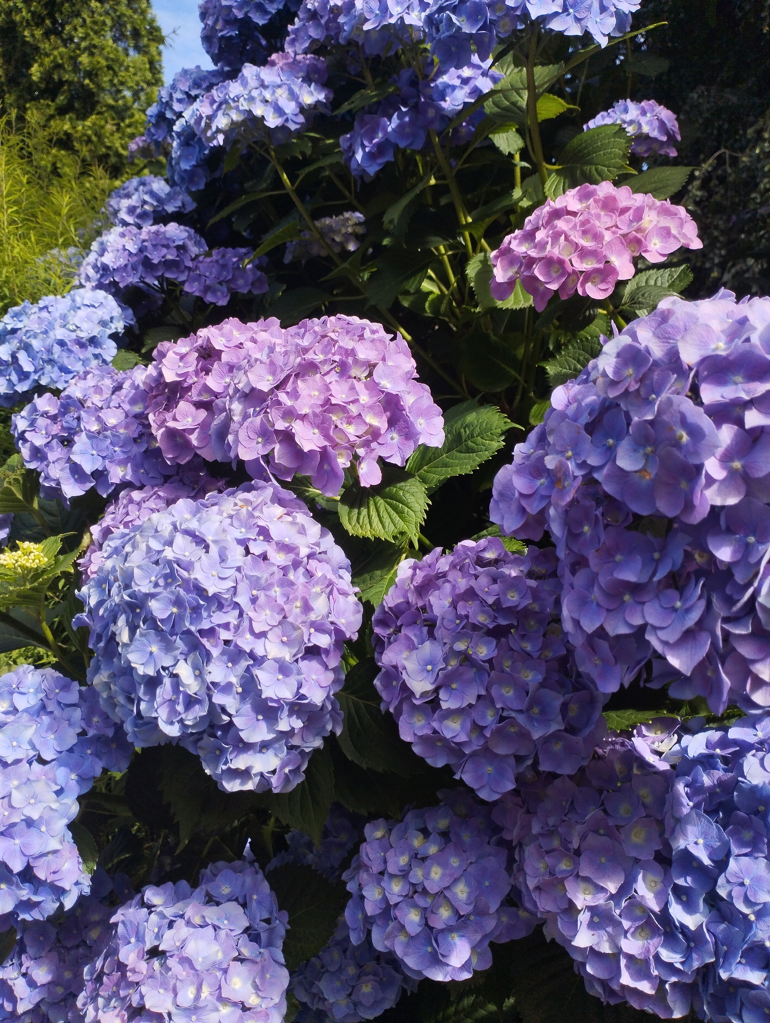 Morning garden walk documented through selfies and flower photography