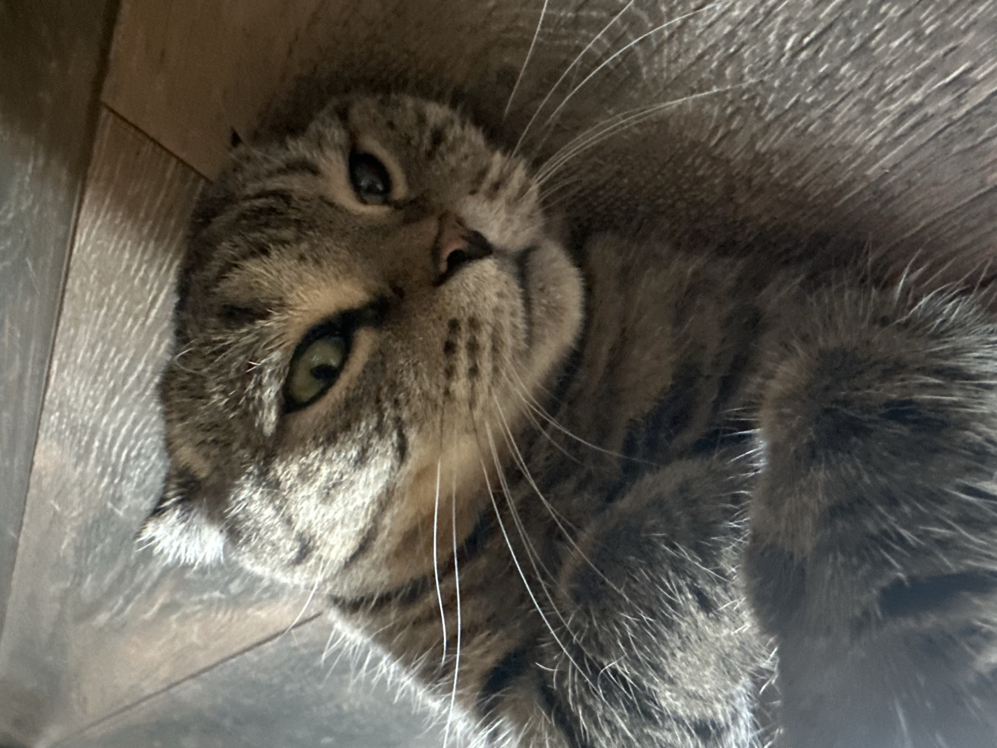 Scottish Fold tabby cat relaxing at home in Virki, Russia