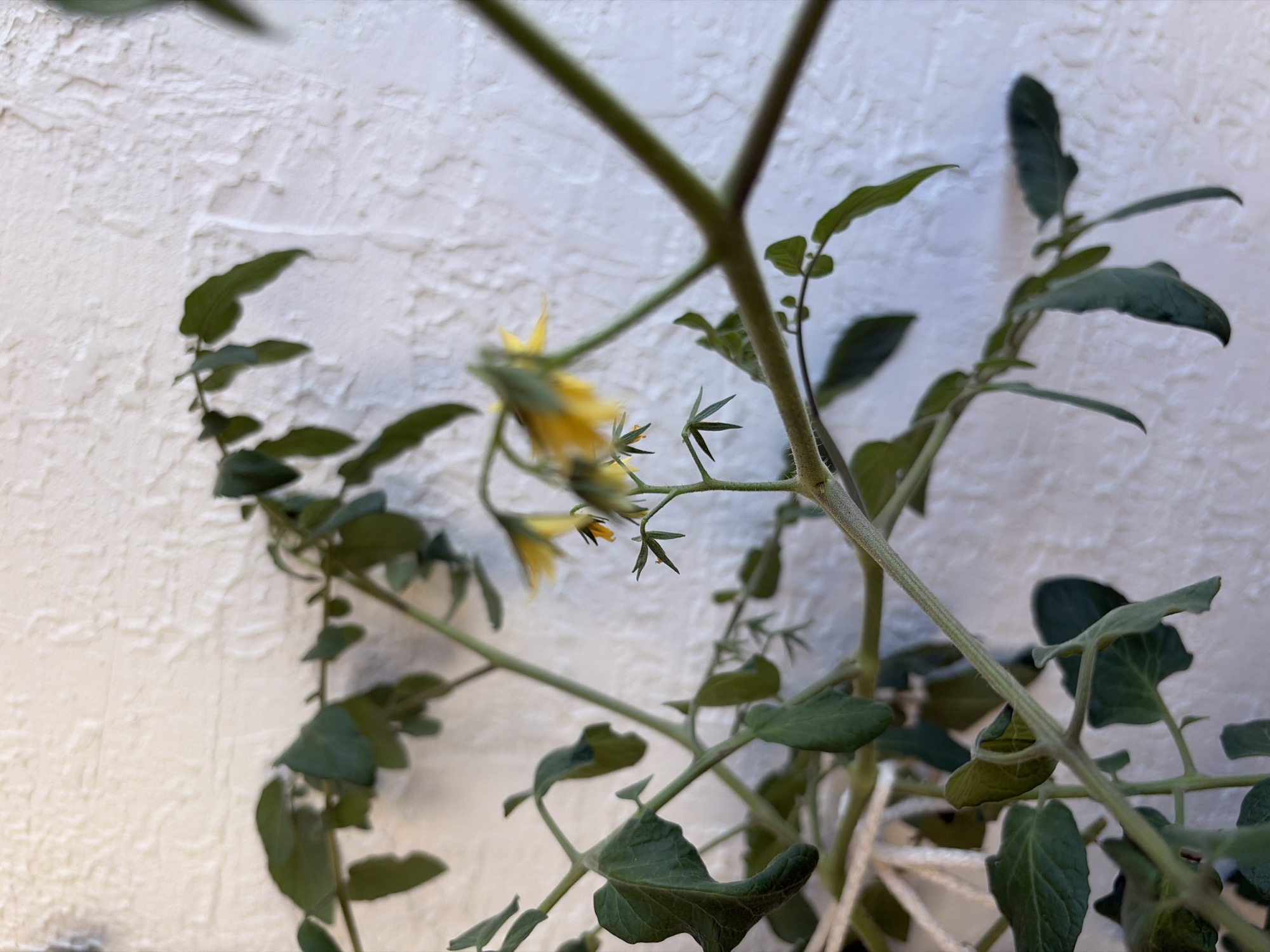 Scattered outdoor snapshots: city views, nature, and a dog walk