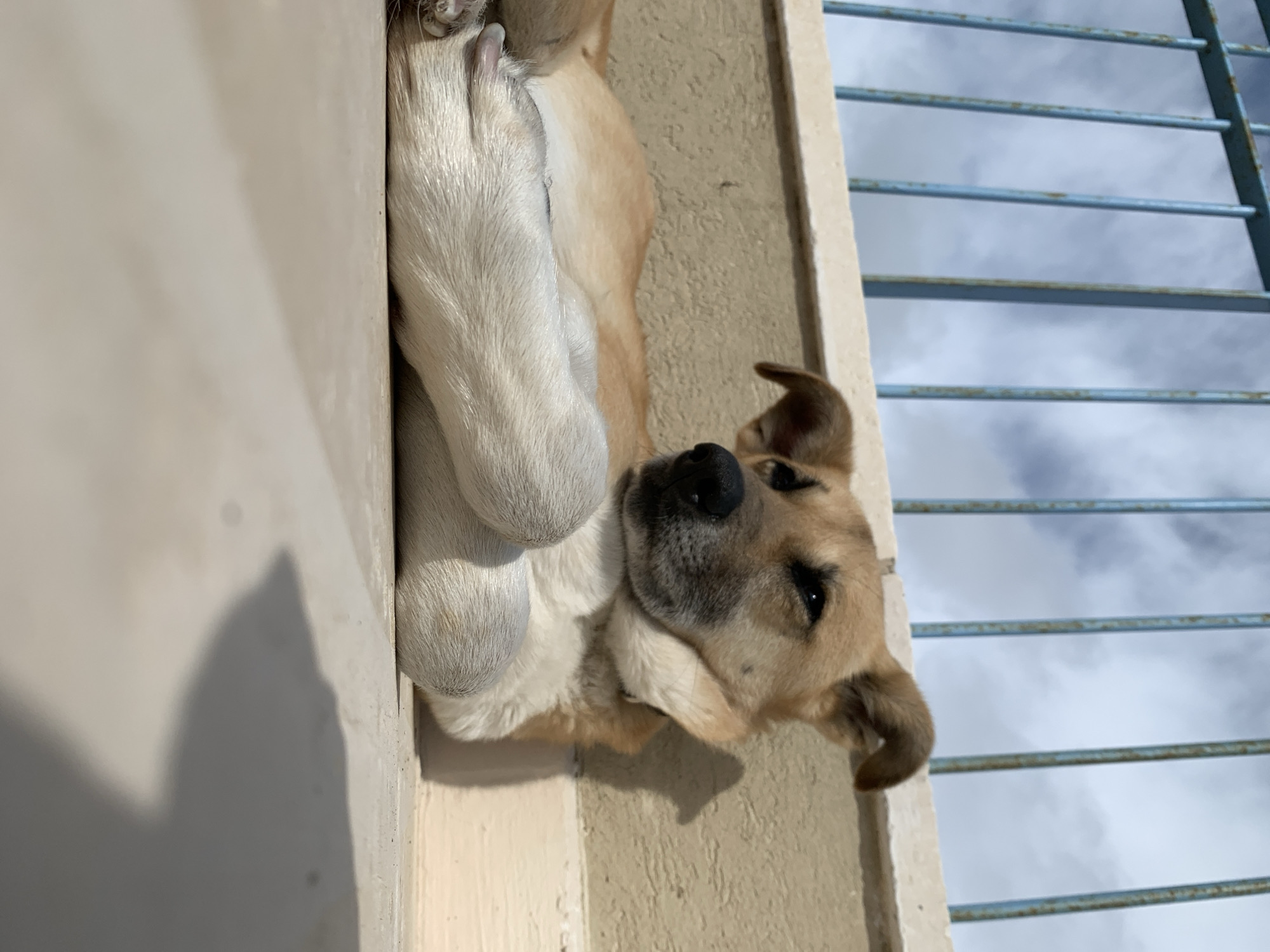 Tel Aviv resident documents afternoon of fitness, pets, cycling