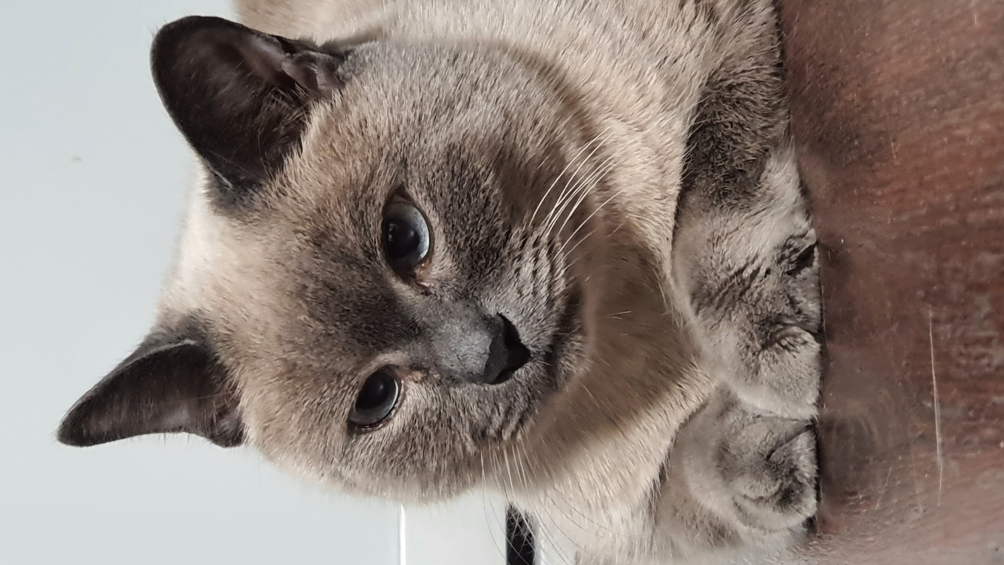 Siamese cat at rest, photographed up close in Krasnoyarsk